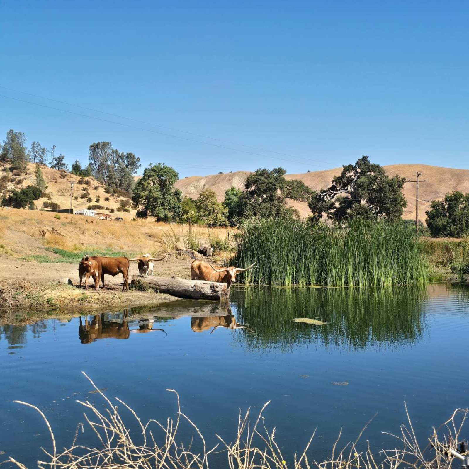 Cabin Chic A&B C-sites - Hollister, California - glamping.directory