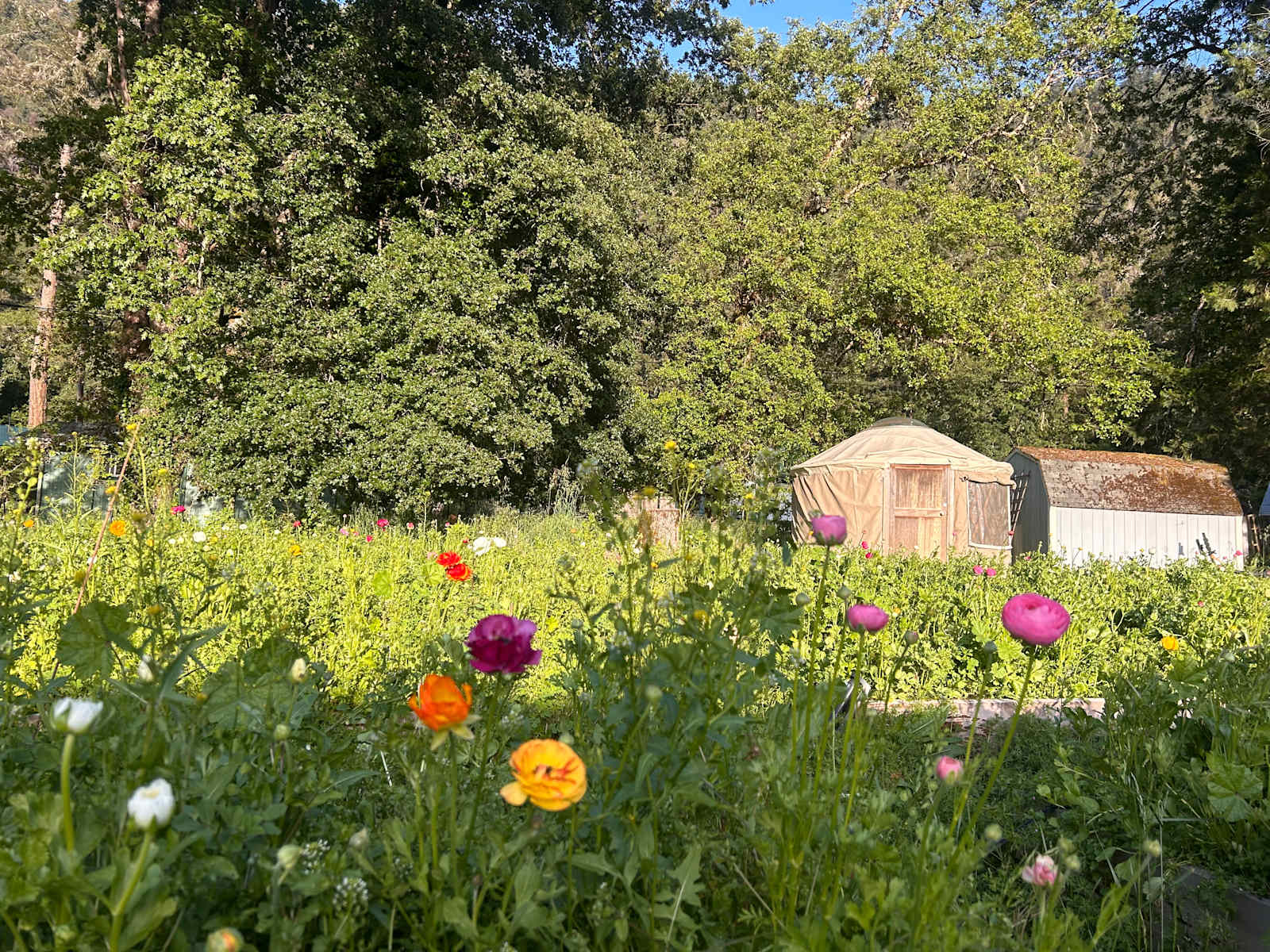 Harvest Moon Homestead - Willow Creek, California - glamping.directory
