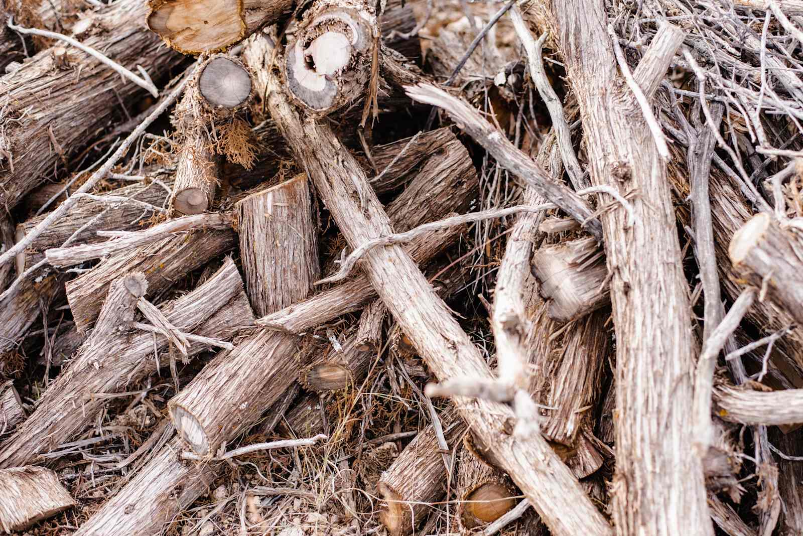 Pinon Forest Camp - Seligman, Arizona - glamping.directory
