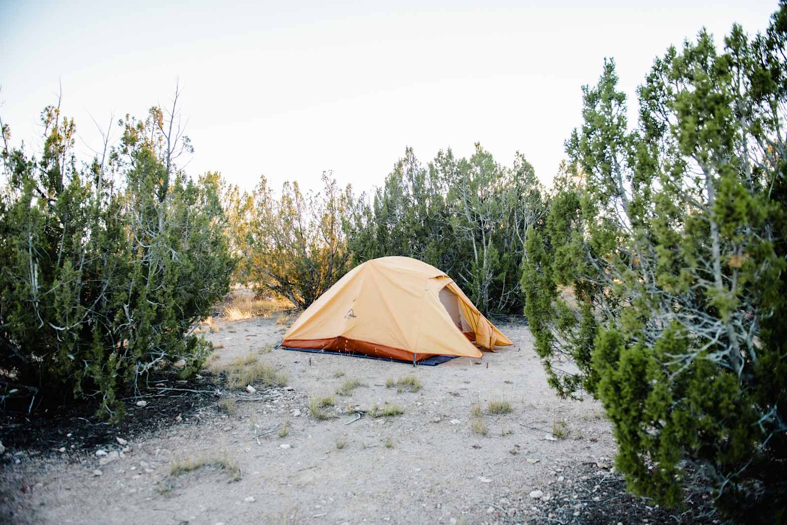Pinon Forest Camp - glamping.directory