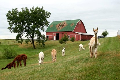 Enchanting Vacation Rental on Working Alpaca Farm near Kokomo, Indiana - Flora, Indiana - glamping.directory