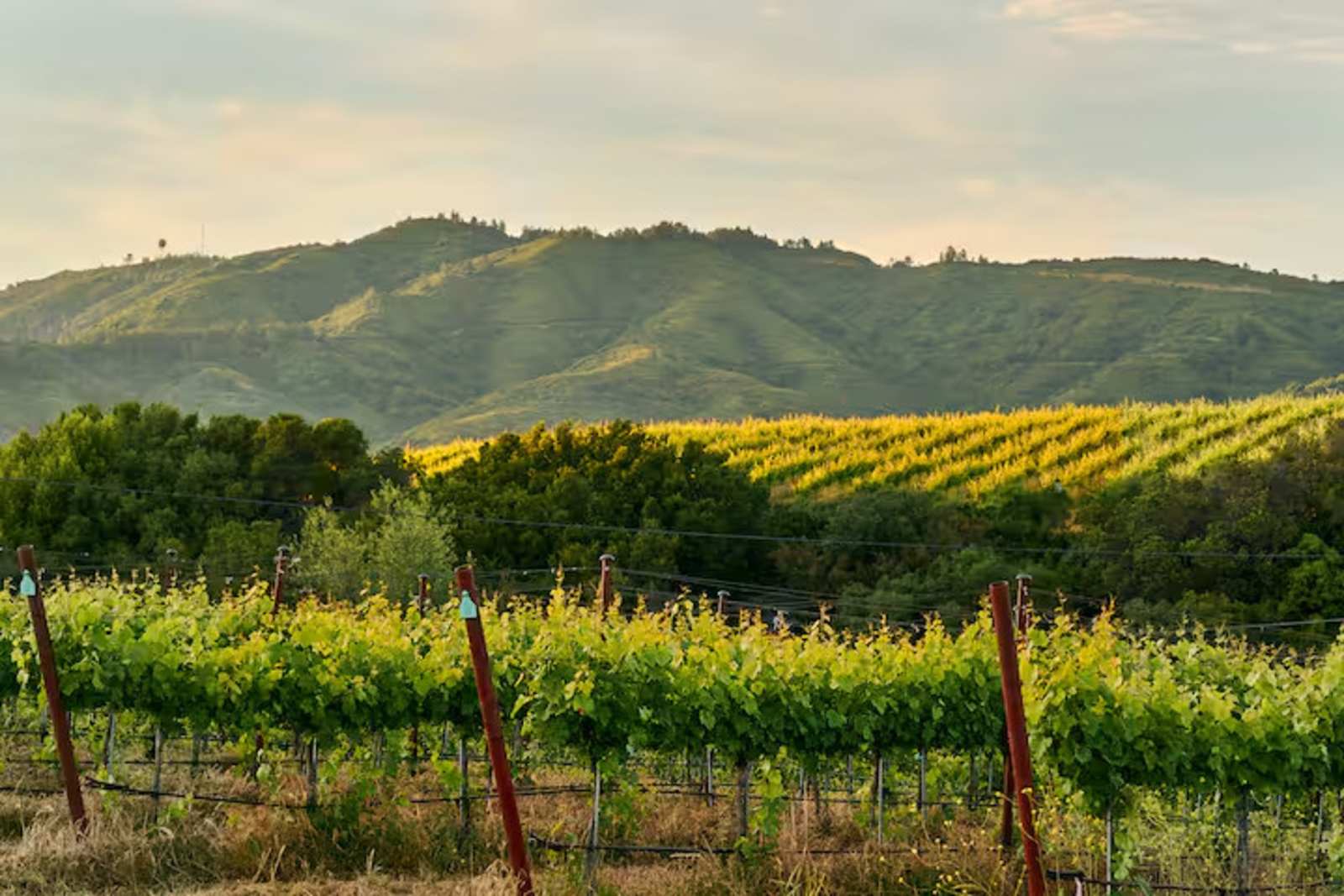 Epic Views at Lago Lomita Vineyards - Los Gatos, California - glamping.directory