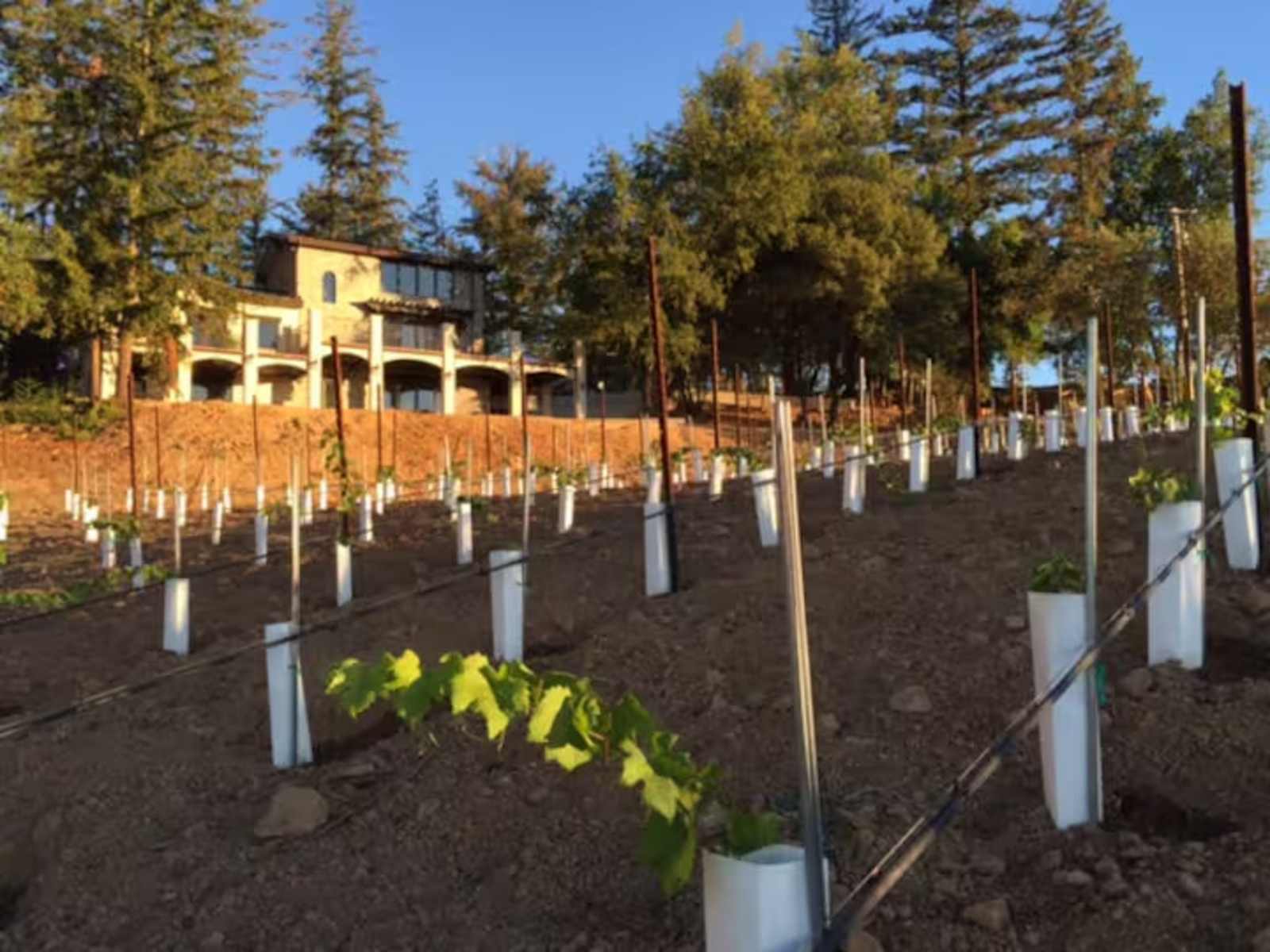 Epic Views at Lago Lomita Vineyards - Los Gatos, California - glamping.directory