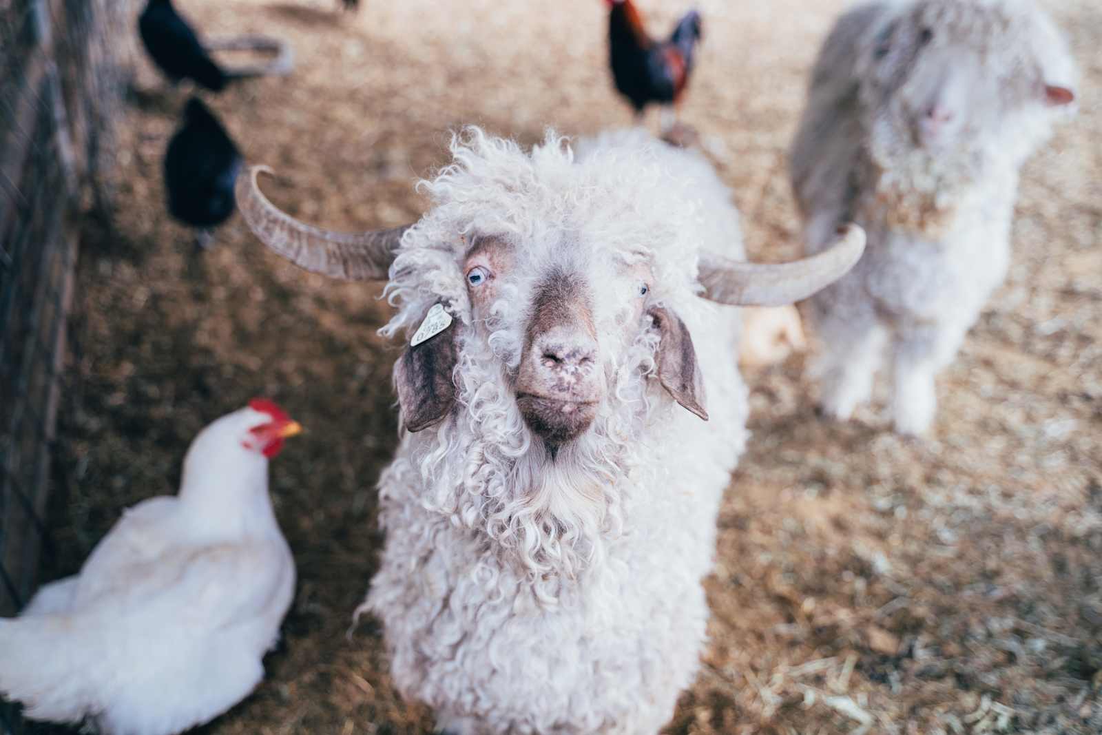Namaste Farms - Temecula, California - glamping.directory
