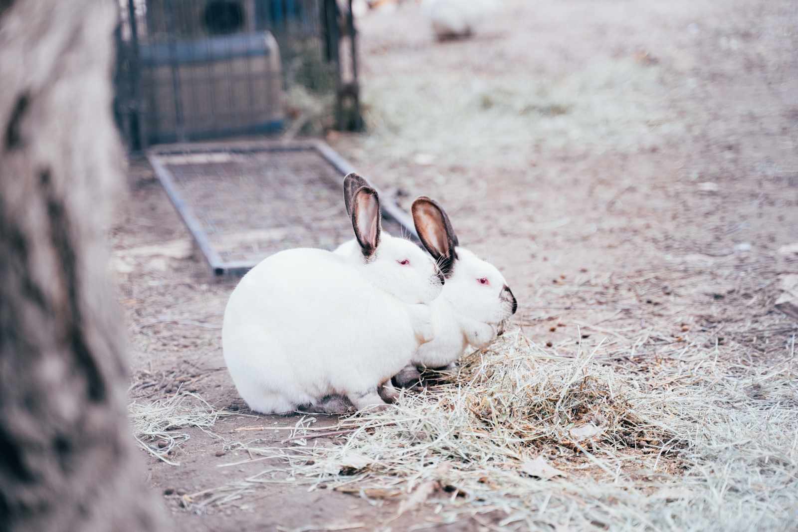 Namaste Farms - Temecula, California - glamping.directory