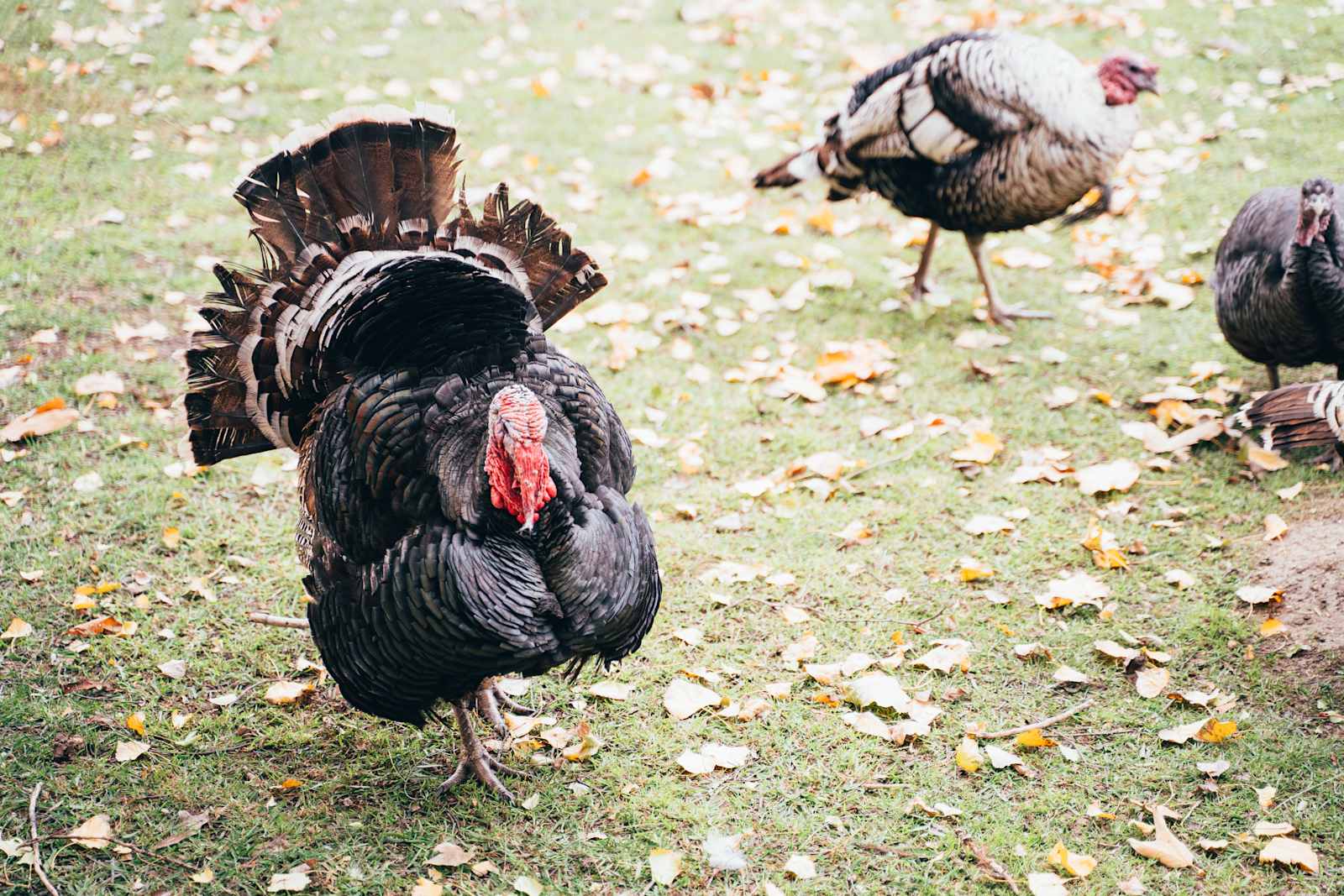 Namaste Farms - Temecula, California - glamping.directory