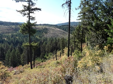 Cute Off-Grid Glamping Cabin Rental in Idaho for Relaxing Nature Getaways - Plummer, Idaho - glamping.directory