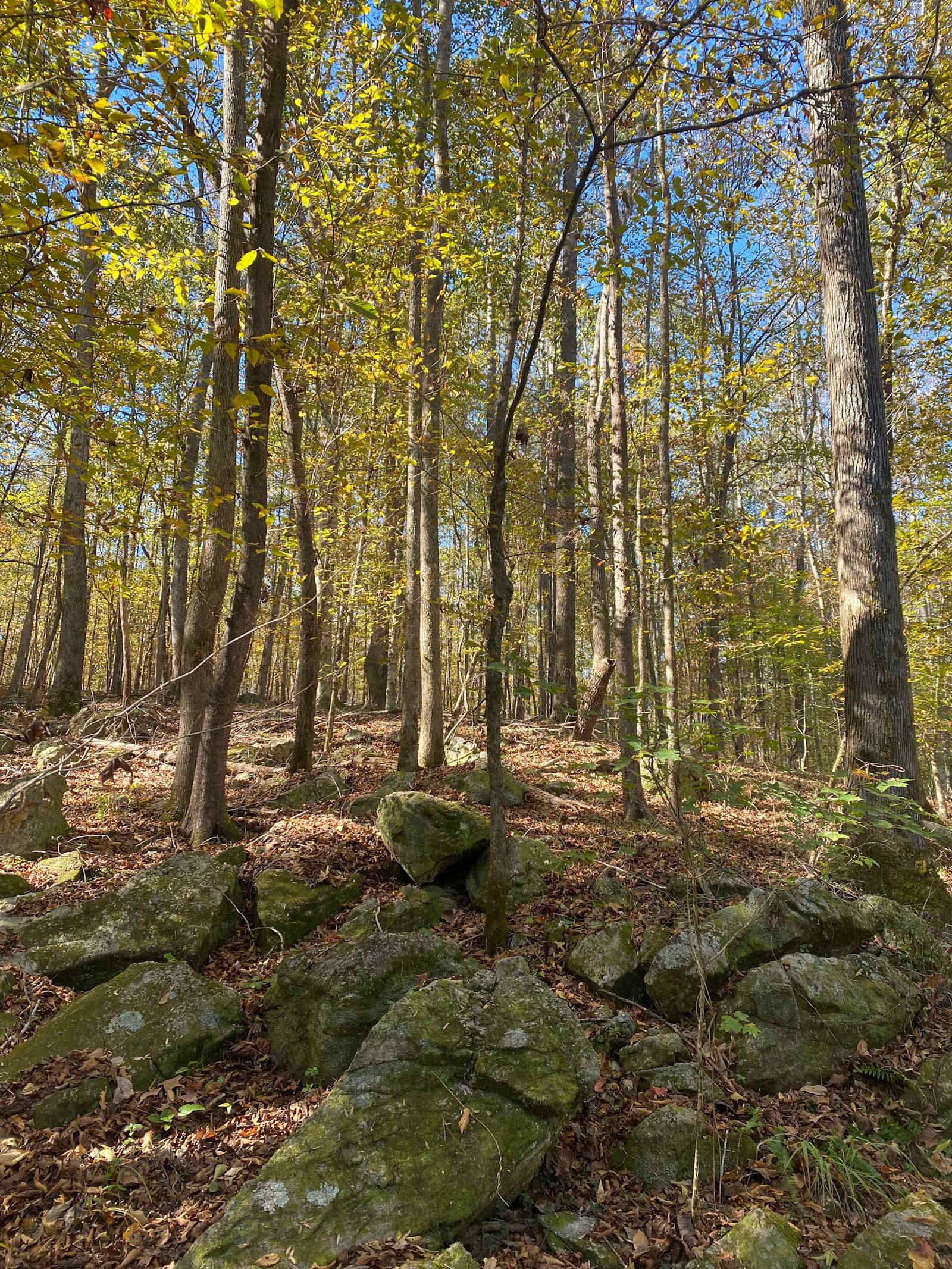 Willow Creek Camping - Wetumpka, Alabama - glamping.directory