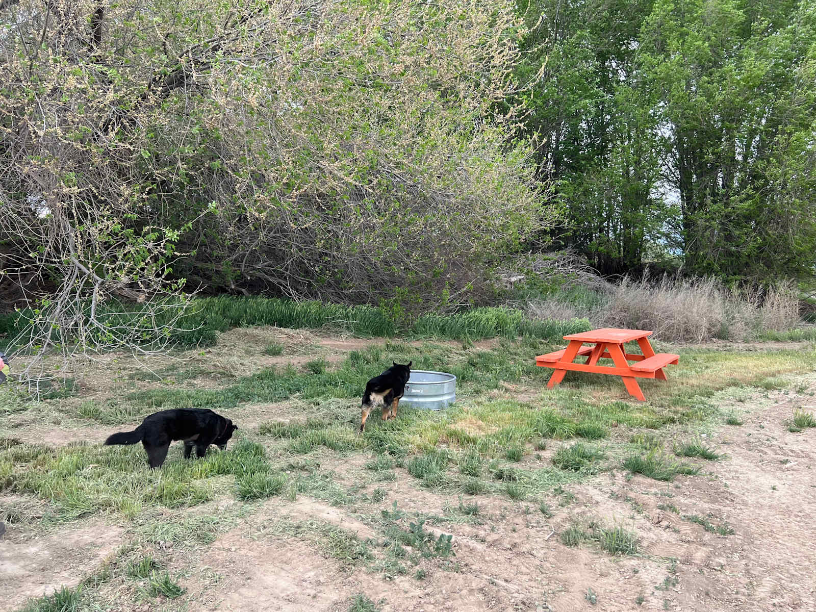 Desert camping views and wildlife - Fruita, Colorado - glamping.directory