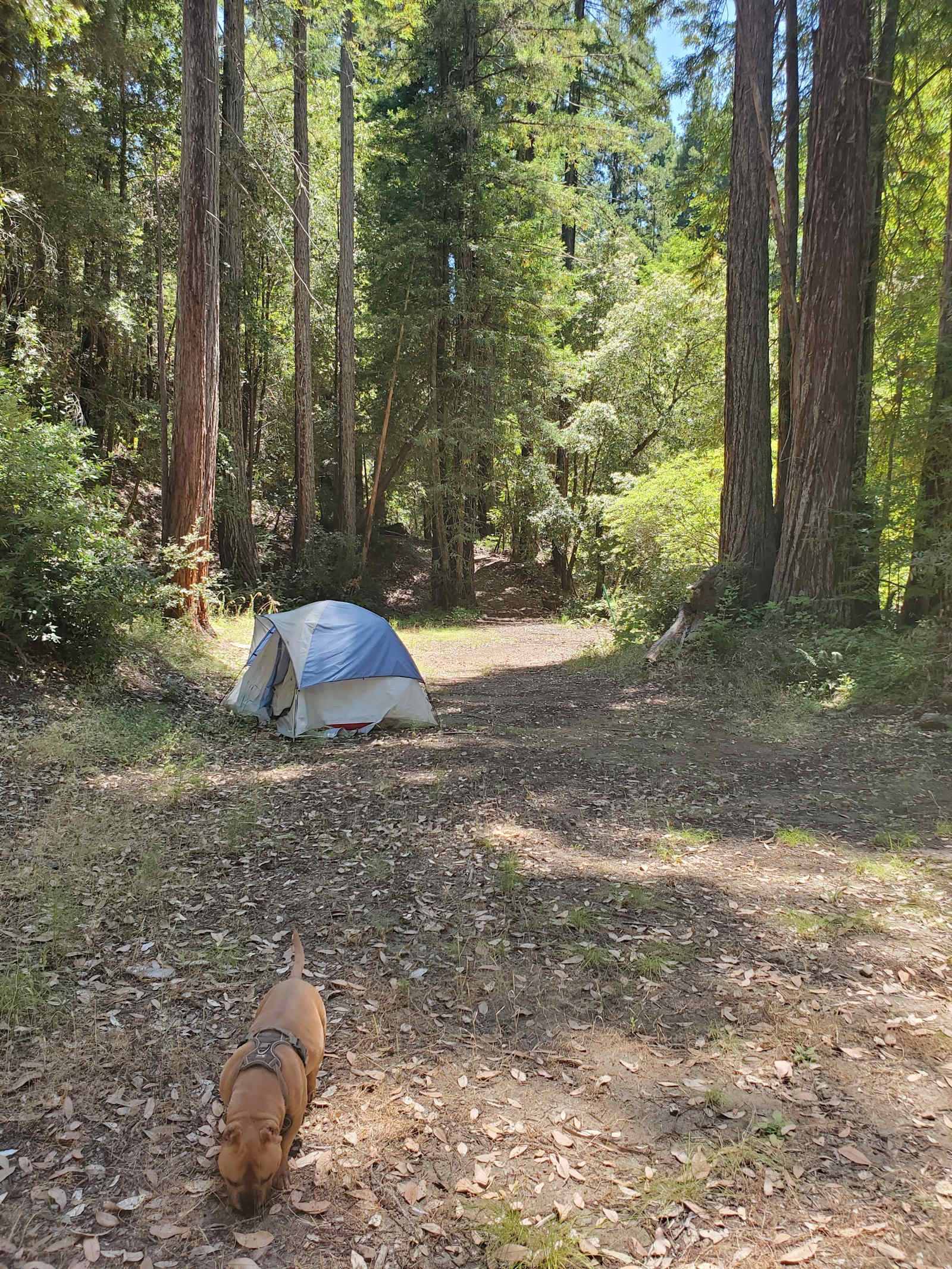 Mission Canyon - Guerneville, California - glamping.directory