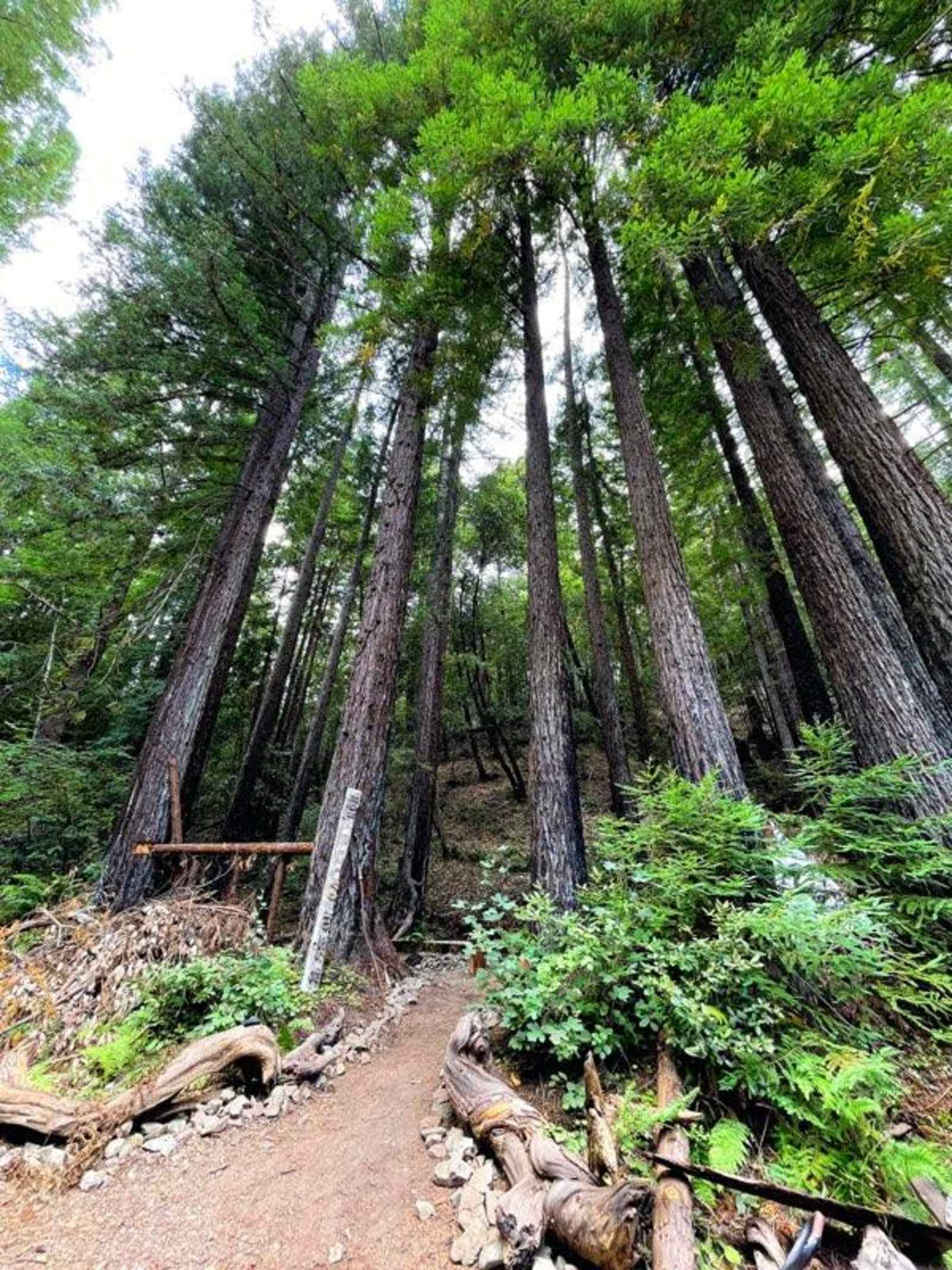 Mission Canyon - Guerneville, California - glamping.directory