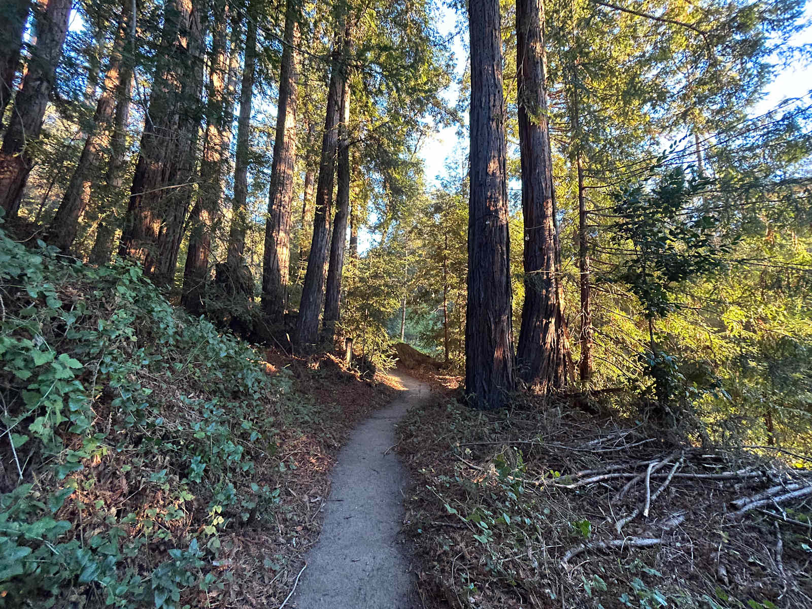 Fern Ridge Flats - Private Camping - Aptos, California - glamping.directory