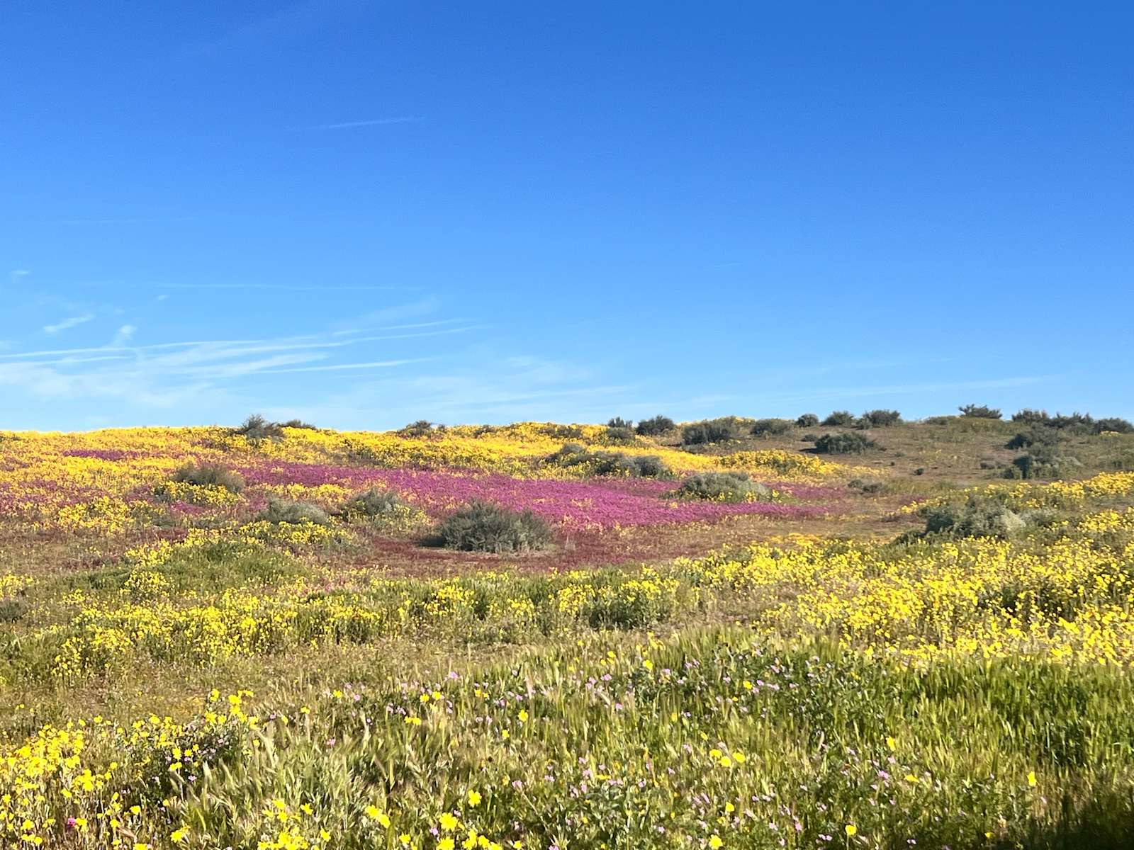 The Pergola at Carrizo Plain - New Cuyama, California - glamping.directory