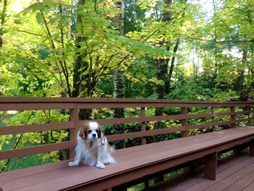 Secluded Waterfront Cabin Rental on Lake Superior near Red Cliff, Wisconsin - Bayfield, Wisconsin - glamping.directory