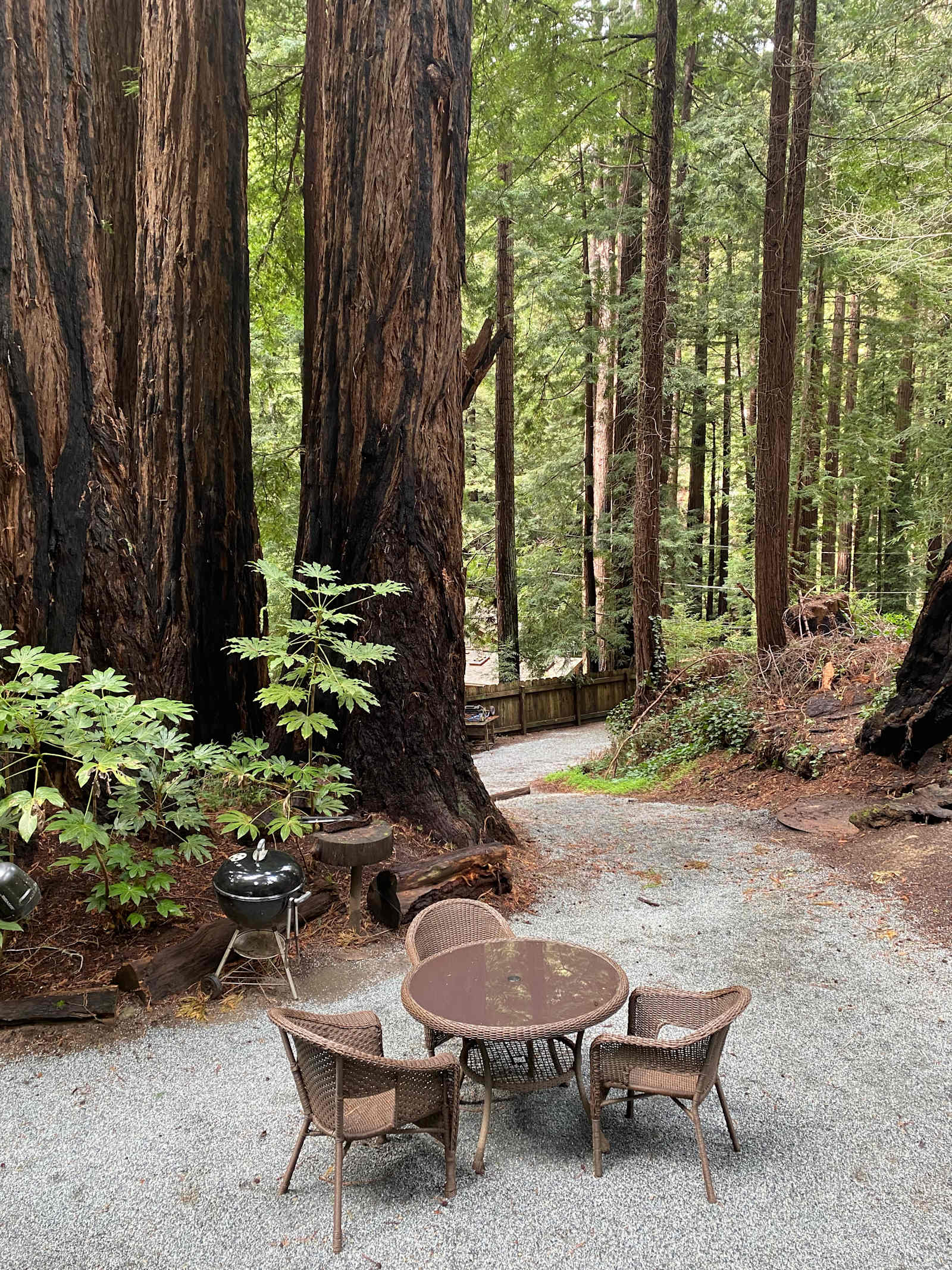 The Little Poppy Cabin! 🌸 - Carmel, California - glamping.directory