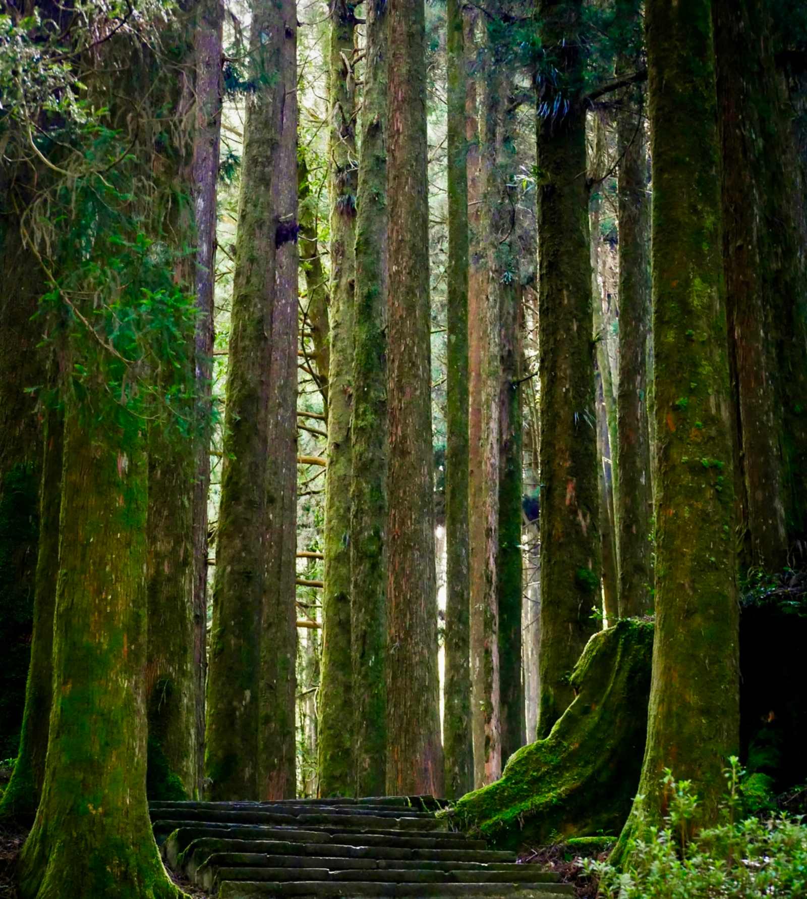 The Black Oak Forest - Coloma, California - glamping.directory