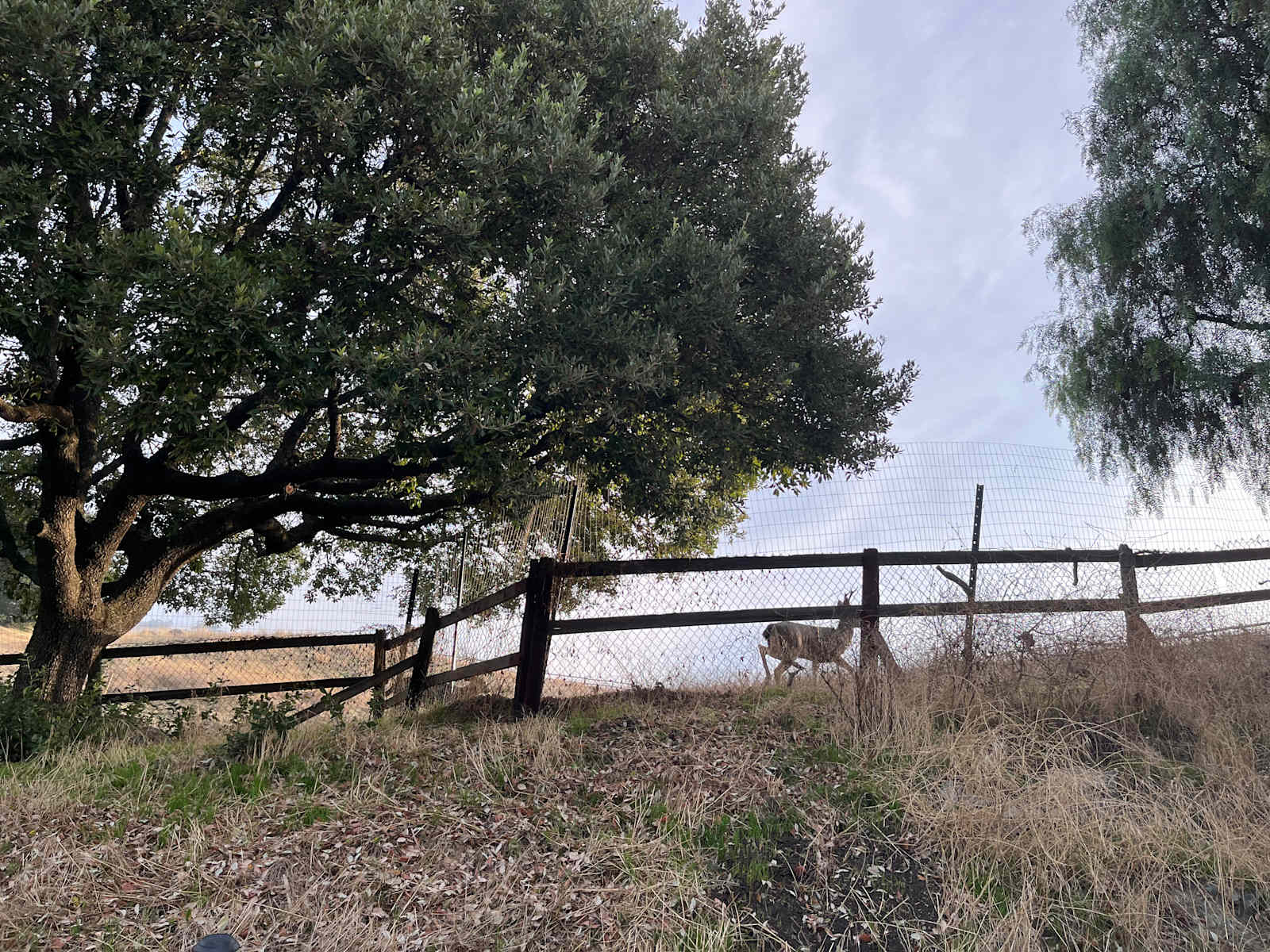 360 Moutain/City Views and Glamping - San Jose, California - glamping.directory