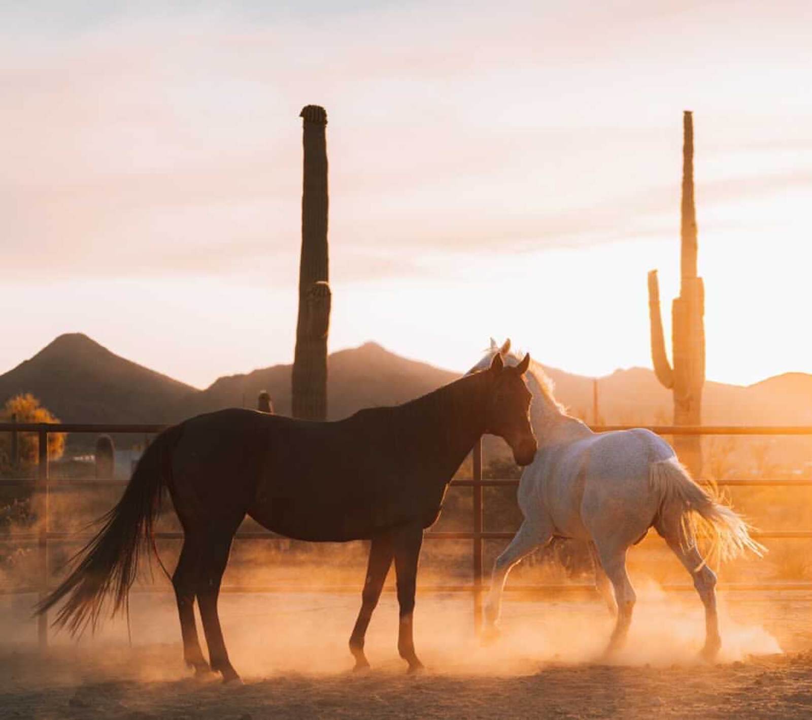 Marguerita Ranch - Cave Creek, Arizona - glamping.directory