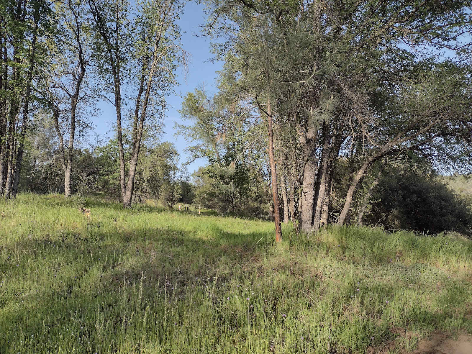 Camp SourBerry (near Yosemite) - Oakhurst, California - glamping.directory