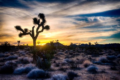 Vintage Trailer Rental with Western Flair in Joshua Tree, California - Joshua Tree, California - glamping.directory