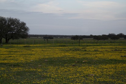 Secluded Ranch-Style Cabin Rental South of San Angelo, Texas - Christoval, Texas - glamping.directory