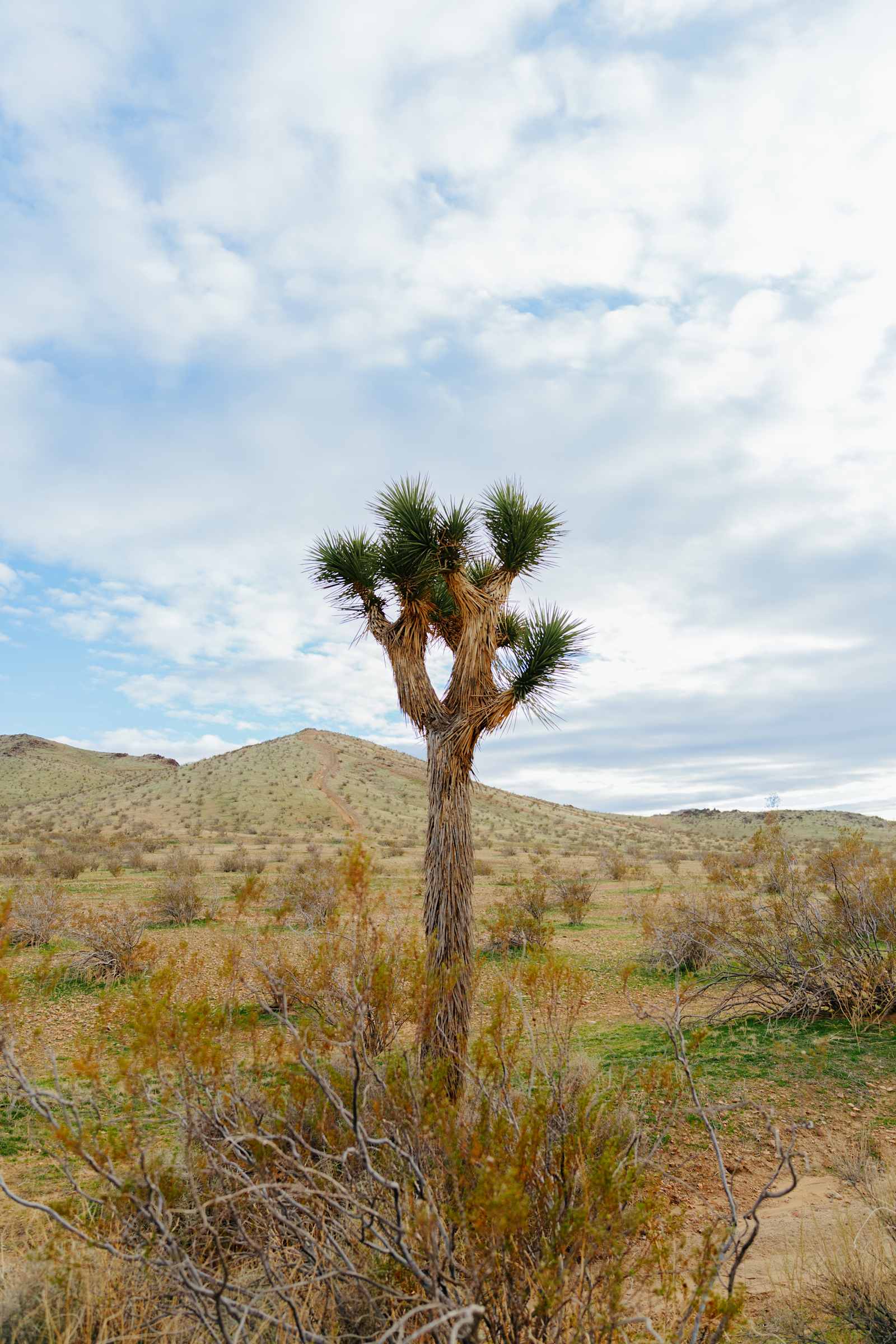 VVGMC TAILGATE - Apple Valley, California - glamping.directory