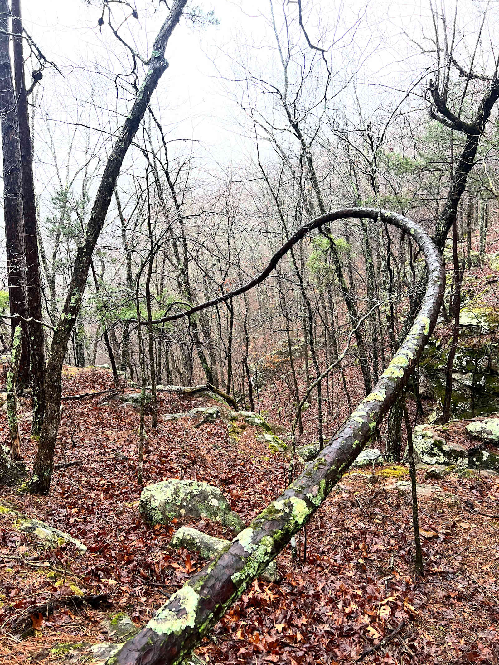Spoke 'N Tru - Jasper, Arkansas - glamping.directory