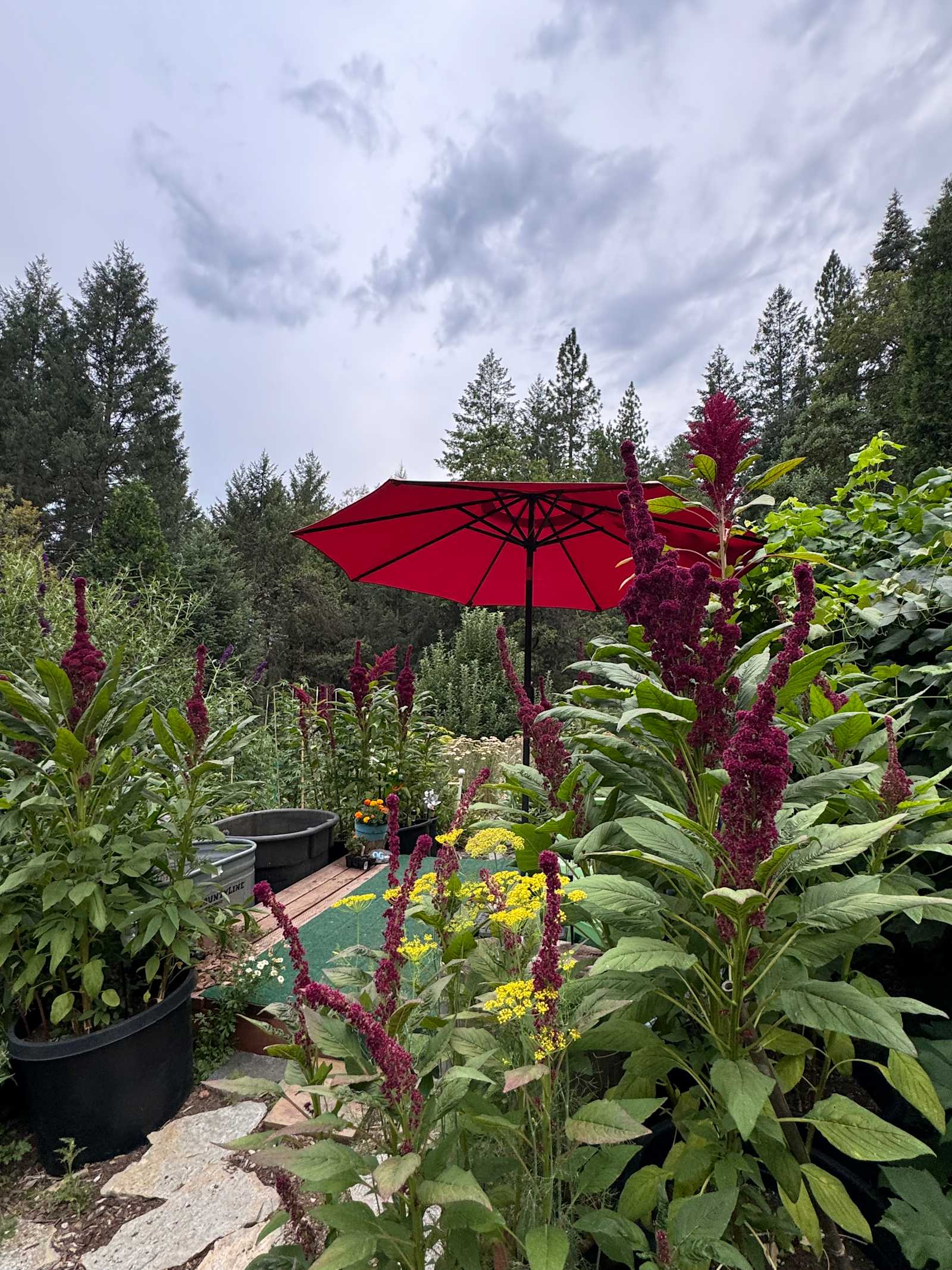 Birdsong Retreat/Tahoe Nat Forest - Nevada City, California - glamping.directory