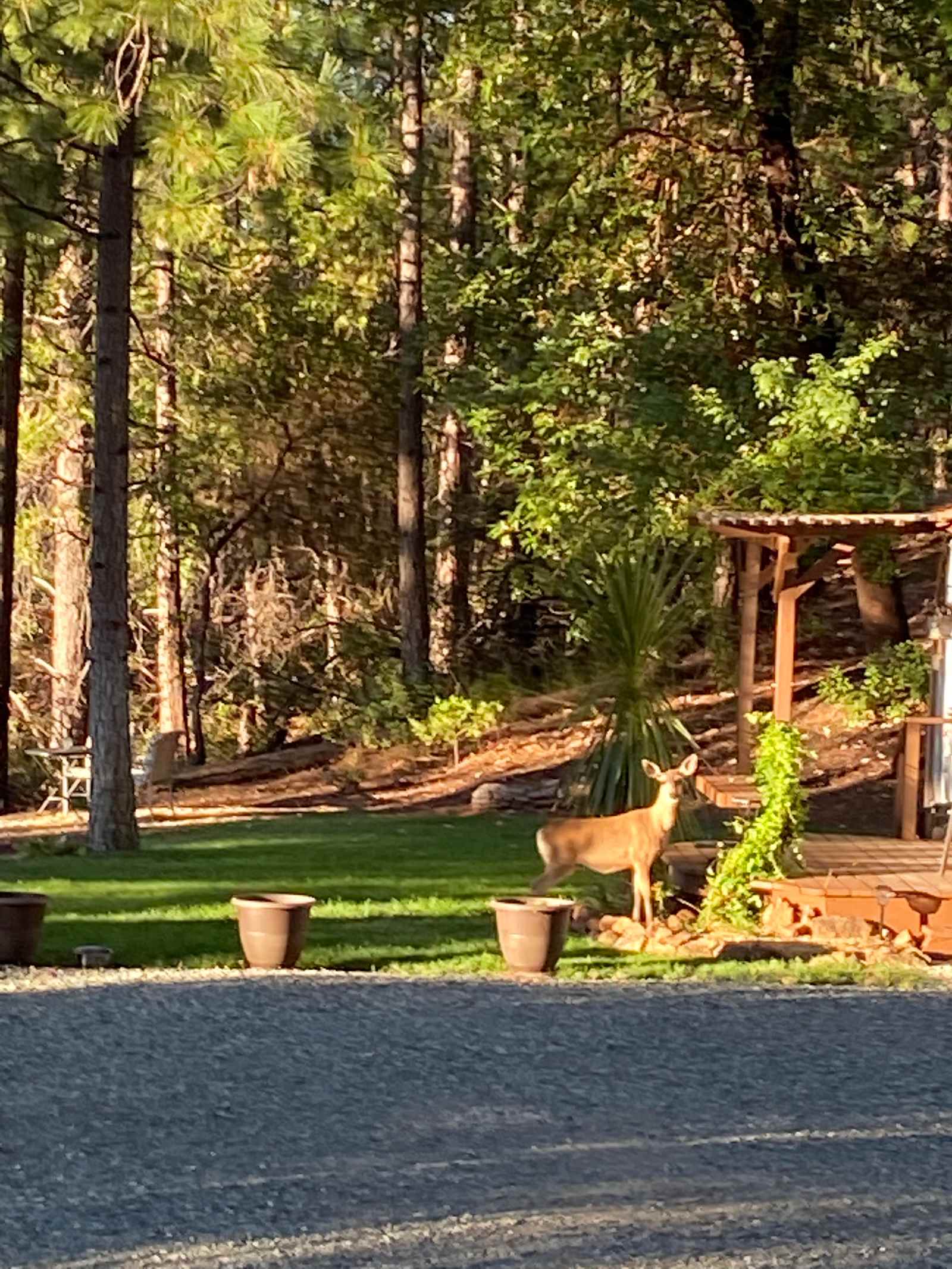 Peace in the Pines - Nevada City, California - glamping.directory