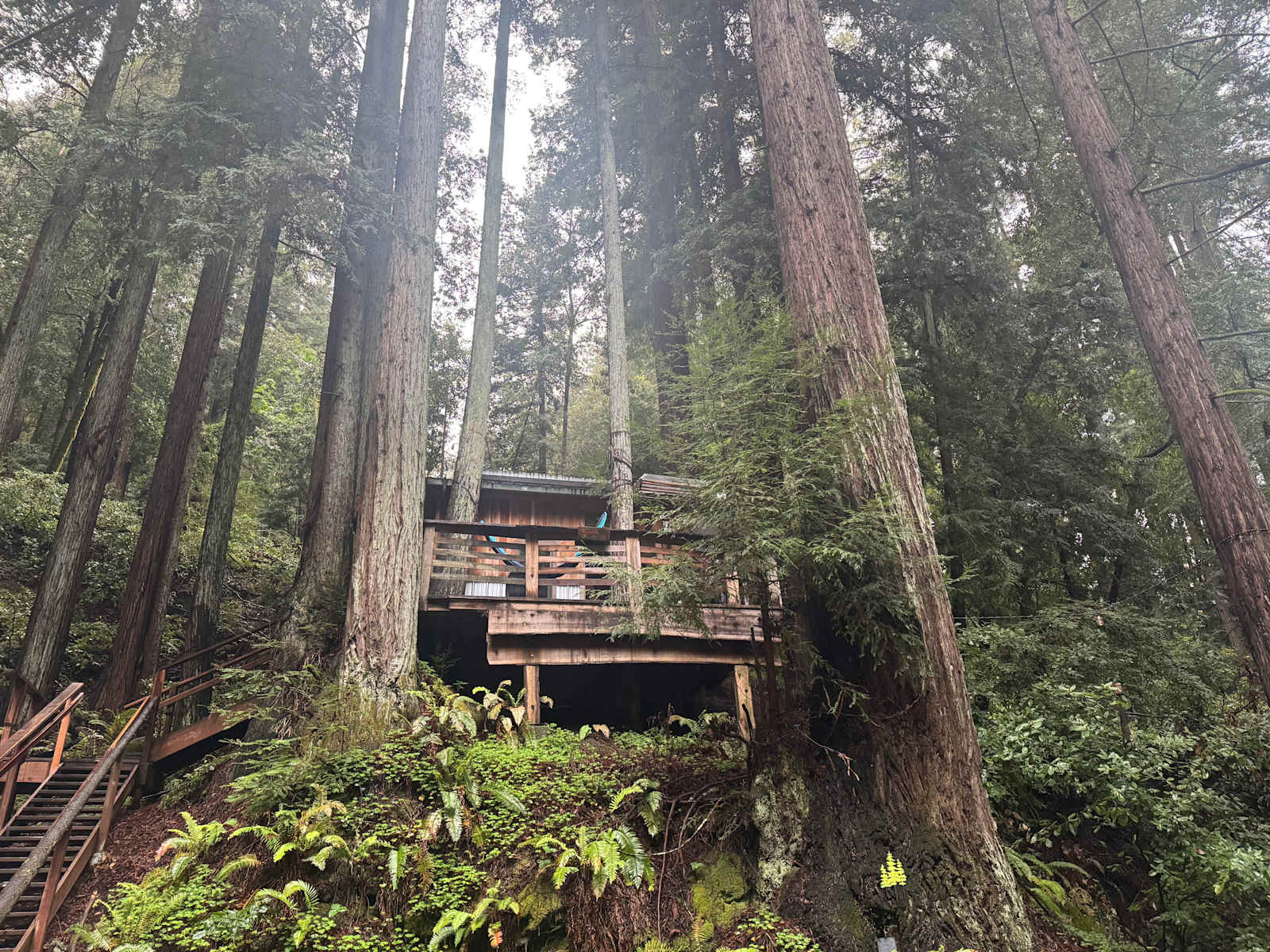 Leafy Lanes Tree House - glamping.directory
