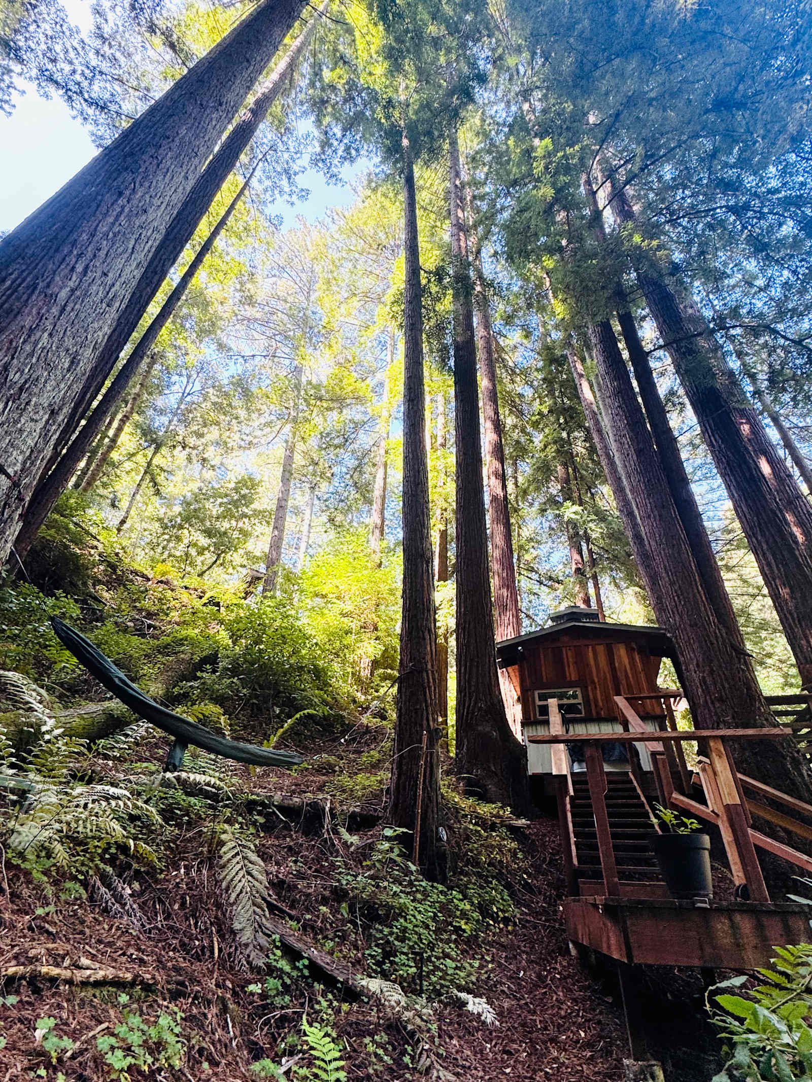Leafy Lanes Tree House - Watsonville, California - glamping.directory