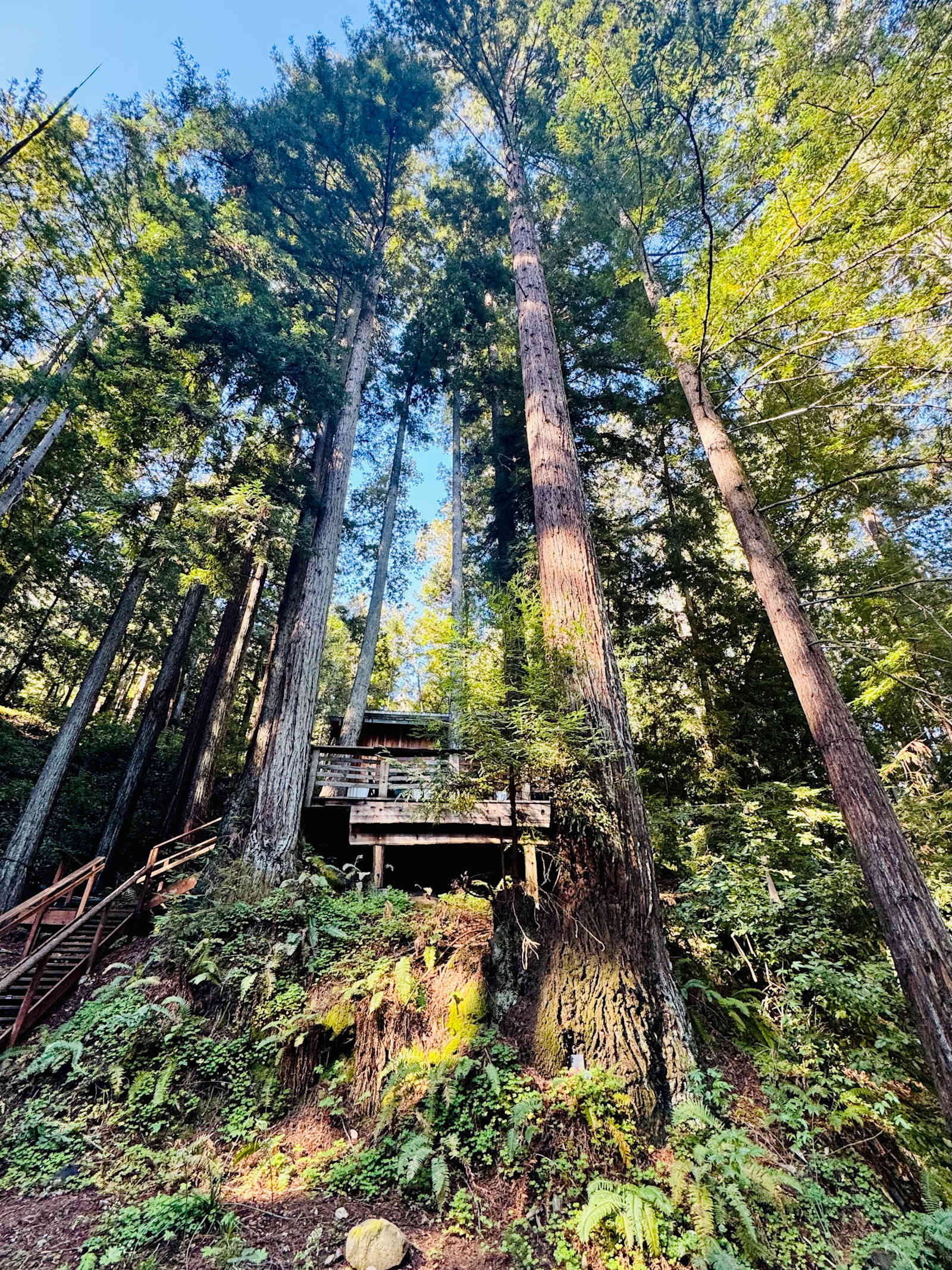 Leafy Lanes Tree House - Watsonville, California - glamping.directory