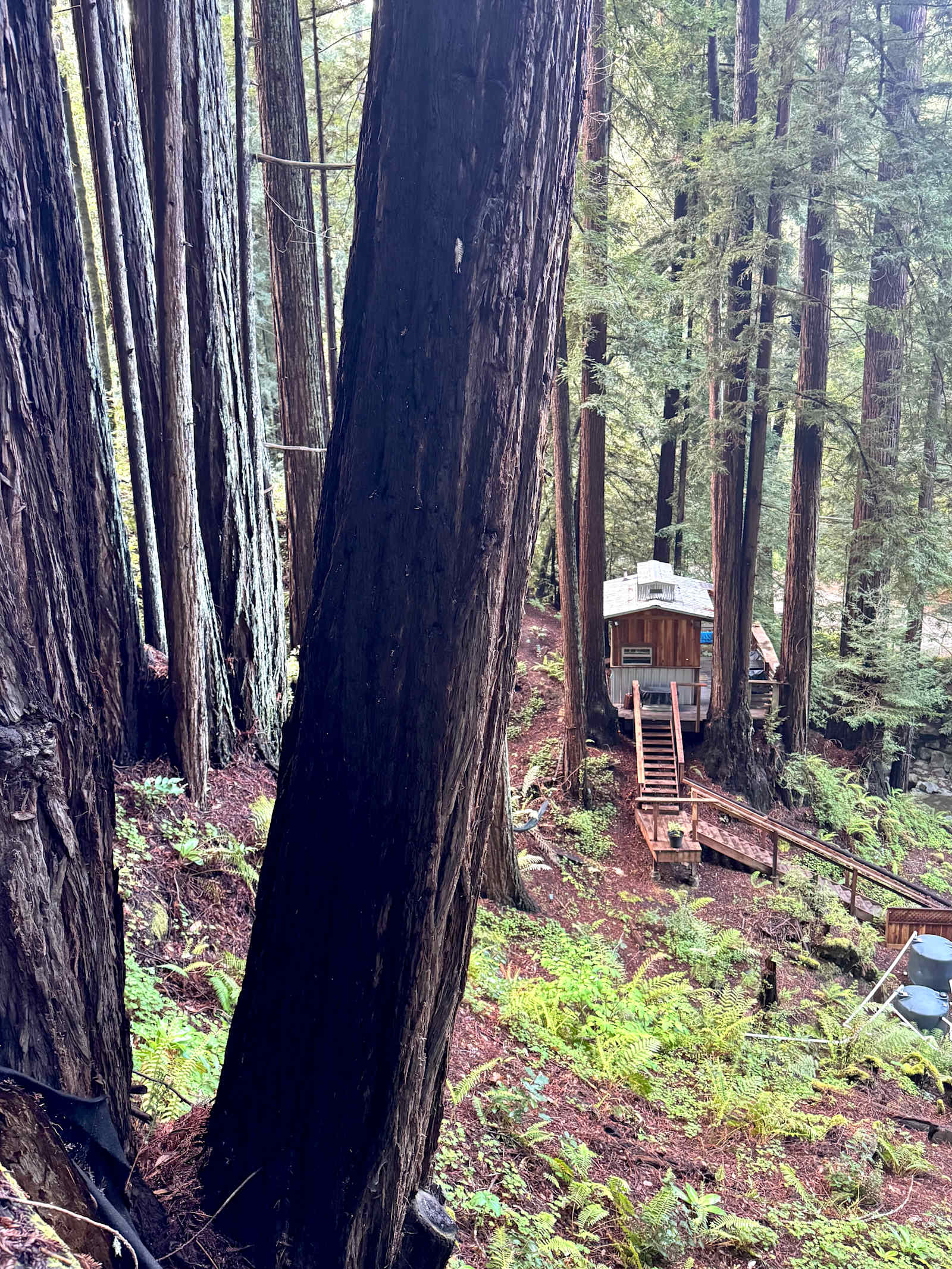 Leafy Lanes Tree House - Watsonville, California - glamping.directory