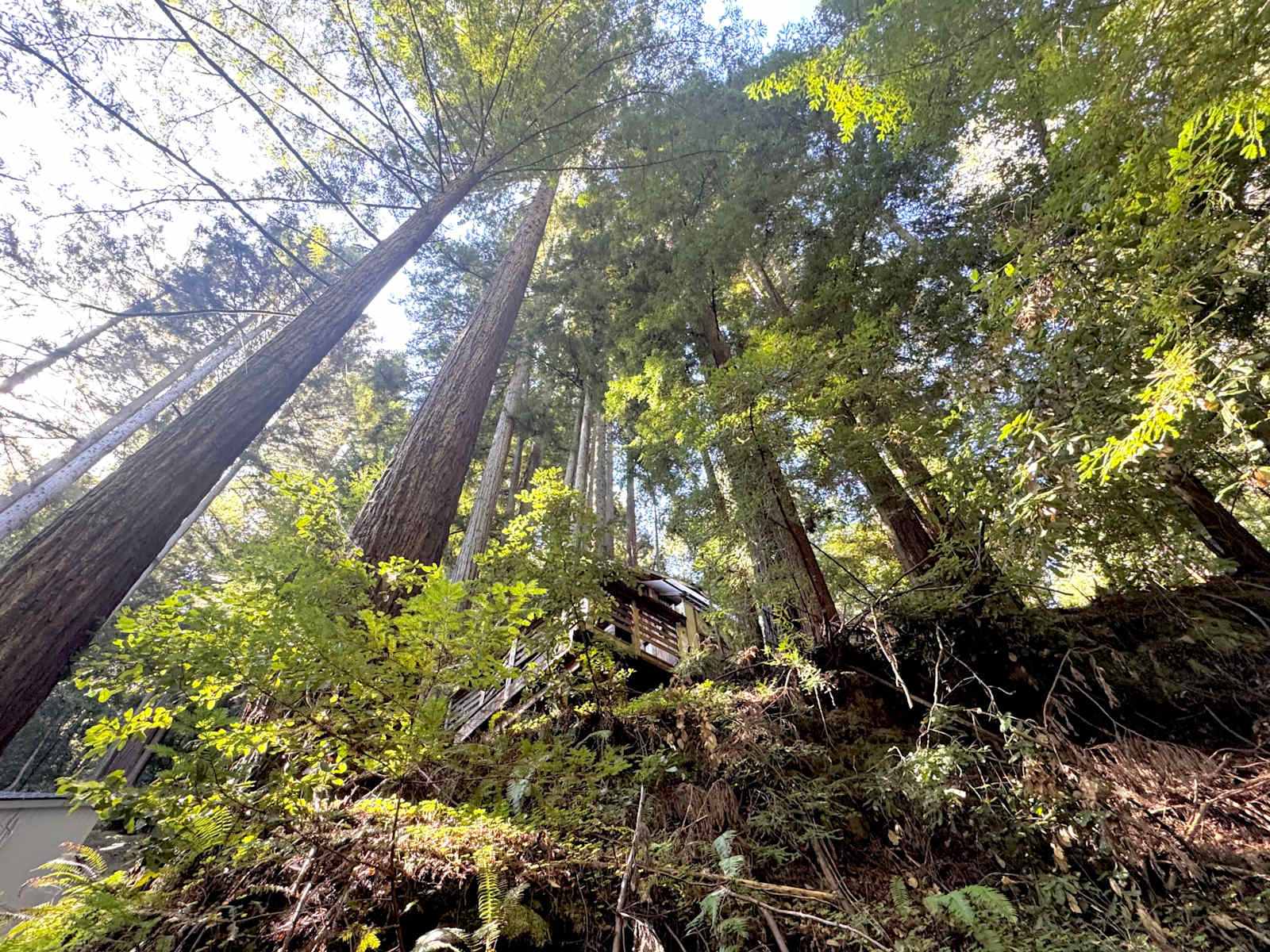 Leafy Lanes Tree House - Watsonville, California - glamping.directory