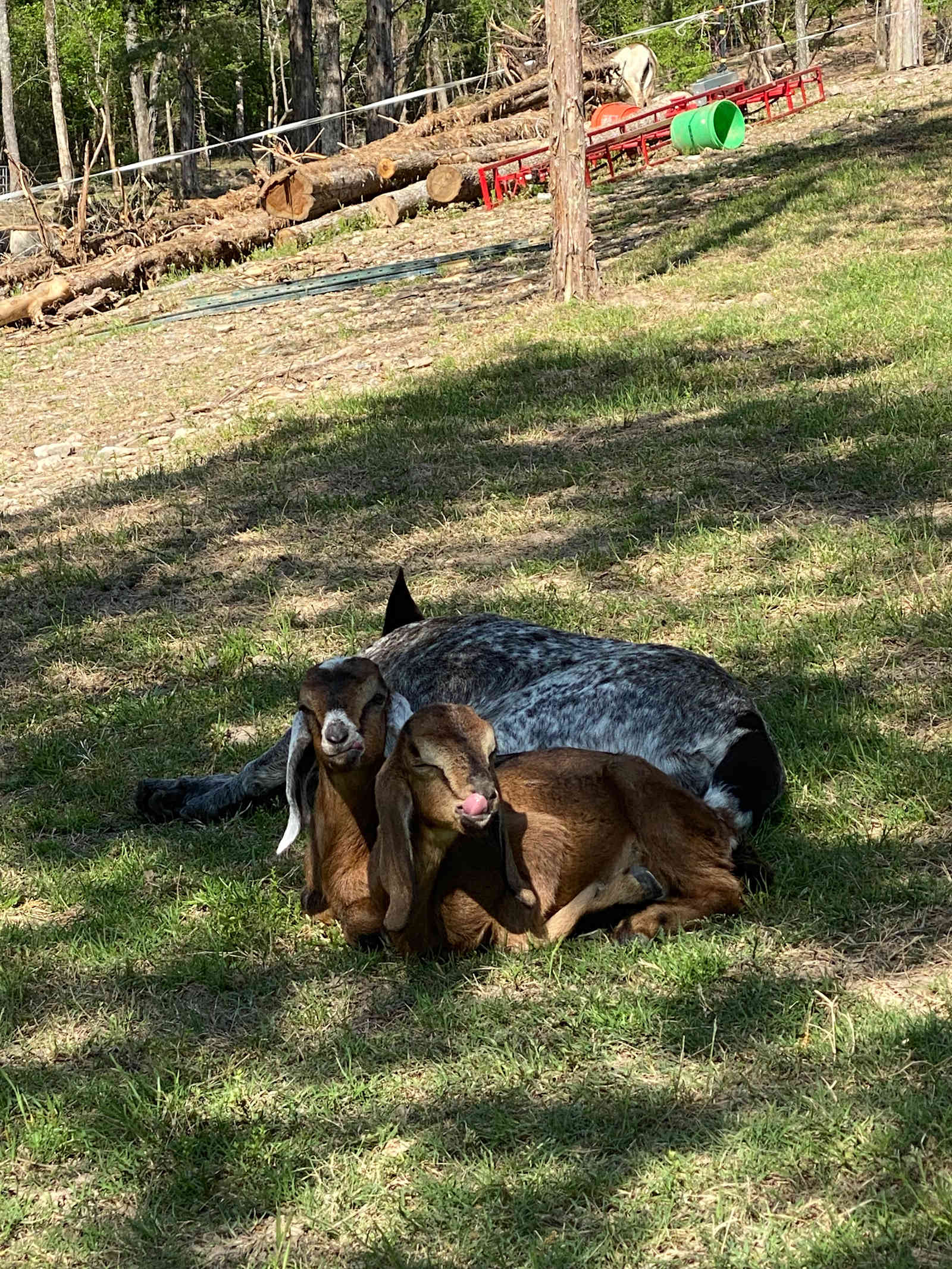 Cedar Creek Farms Camp - Lonsdale, Arkansas - glamping.directory