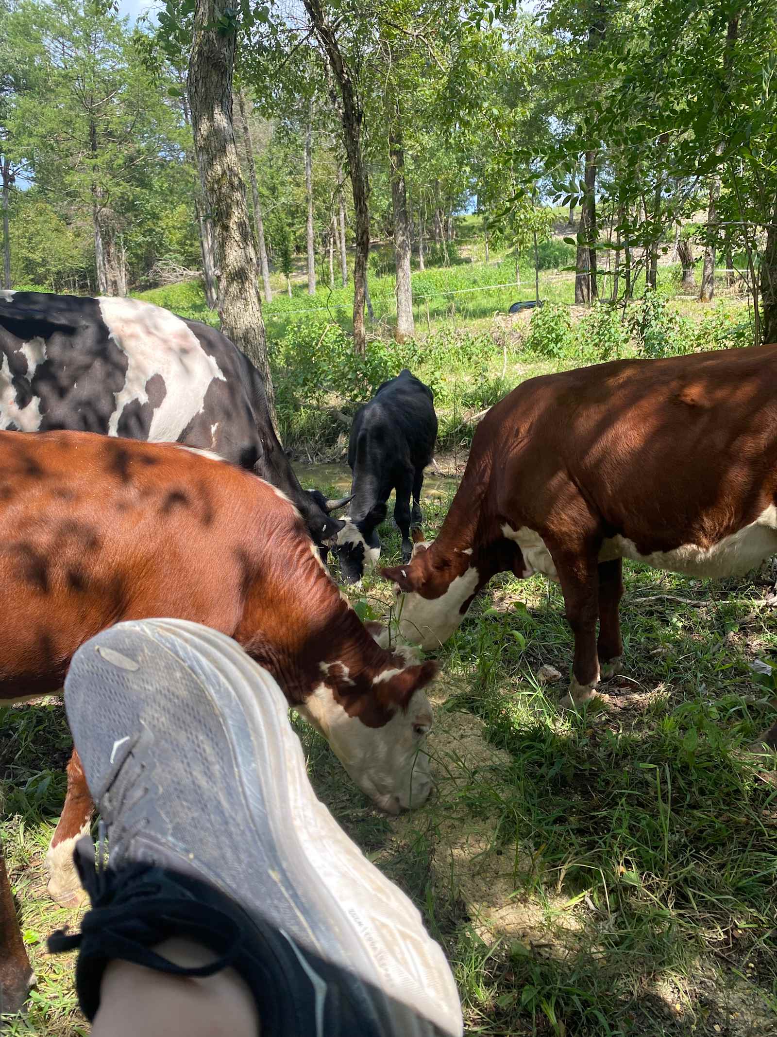 Cedar Creek Farms Camp - Lonsdale, Arkansas - glamping.directory