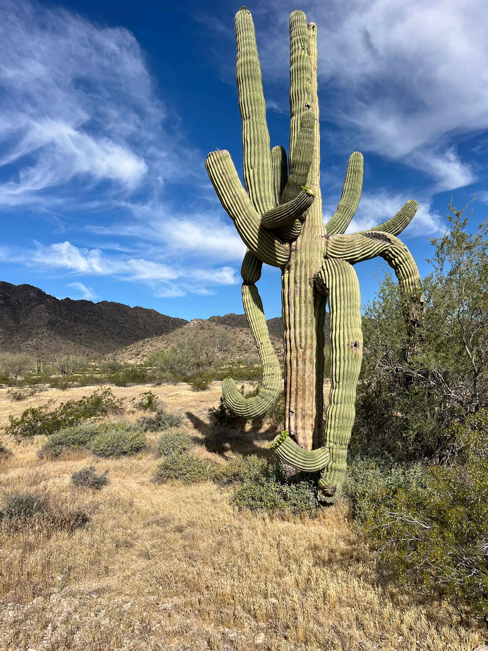 Heaven on Earth - Maricopa, Arizona - glamping.directory