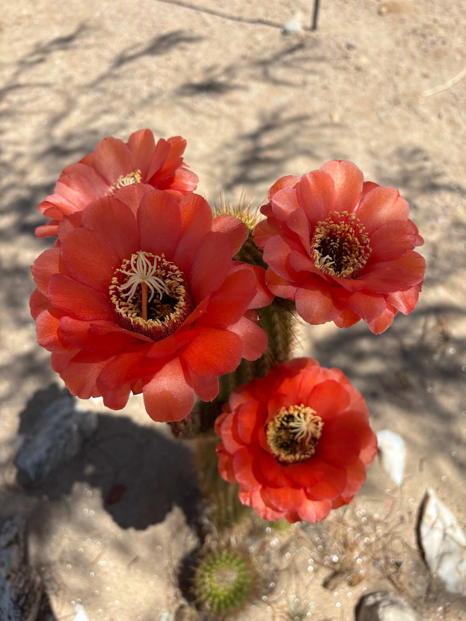 Heaven on Earth - Maricopa, Arizona - glamping.directory