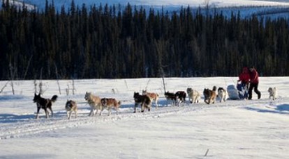 Traditional Cozy Cabin Getaway with Winter Dog Sledding in Fairbanks, Alaska - Fairbanks, Alaska - glamping.directory