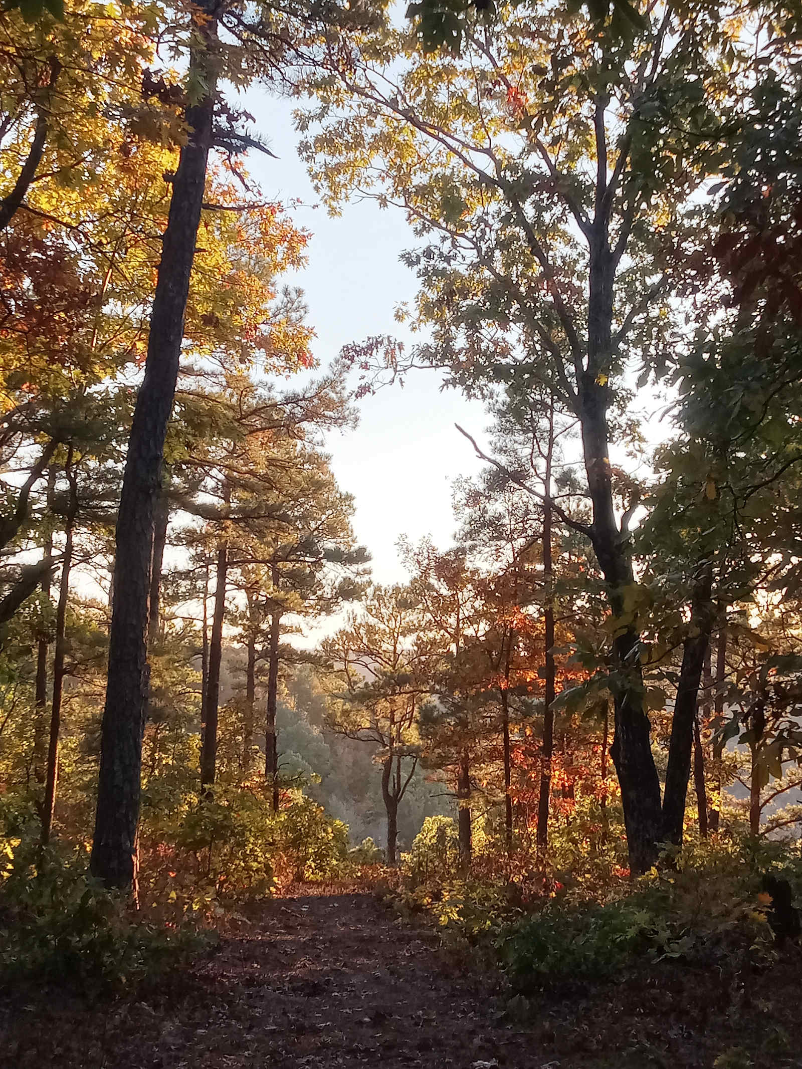 Private Pines By The Hollar - Witts Springs, Arkansas - glamping.directory