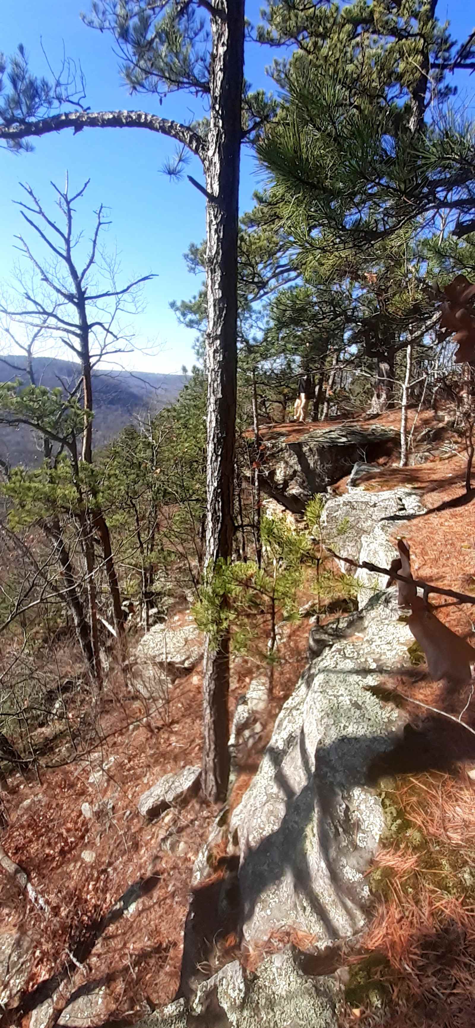 Private Pines By The Hollar - Witts Springs, Arkansas - glamping.directory
