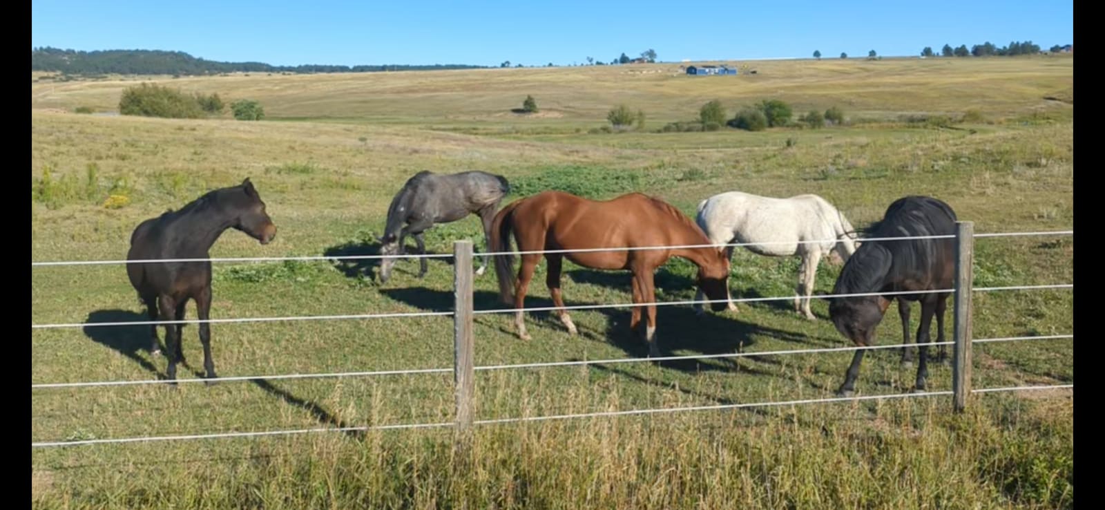 Little Creek - Larkspur, Colorado - glamping.directory