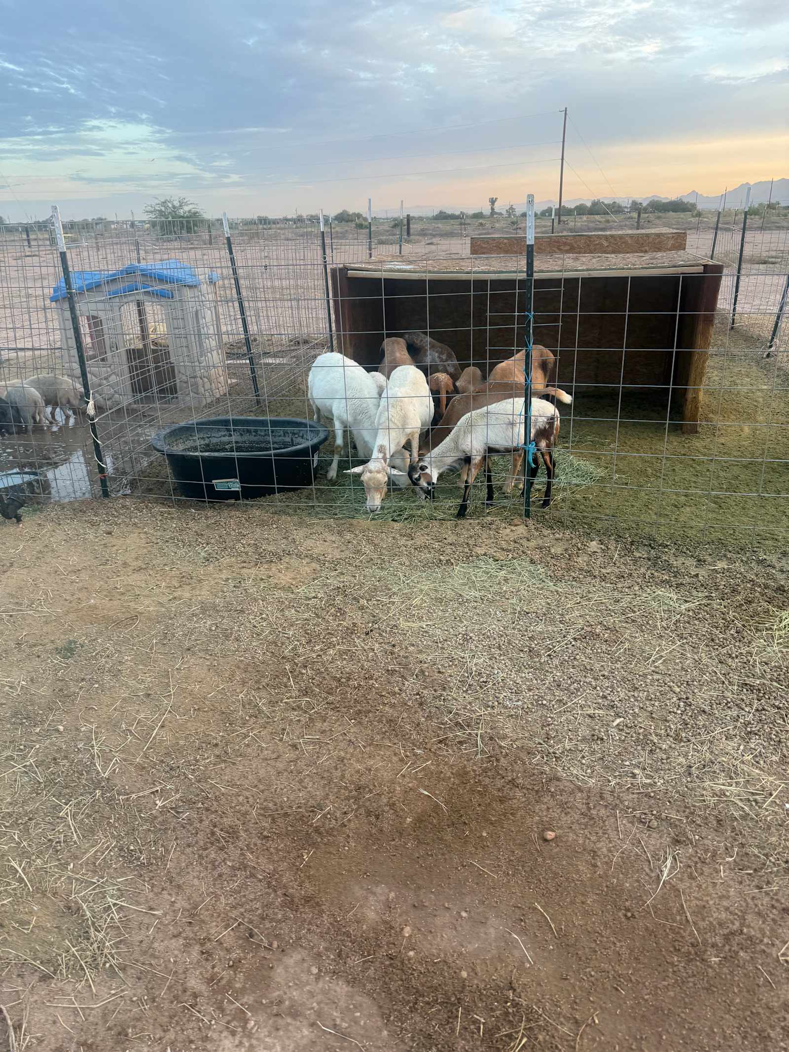 Hobby Farm Oasis - Scottsdale, Arizona - glamping.directory