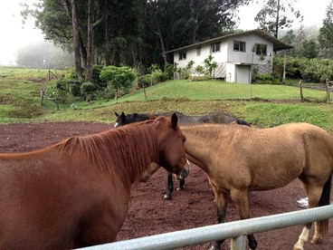 Charming Cottage Rental on Ranch near Waimea in Honokaa, Hawaii - Honokaa, Hawaii - glamping.directory