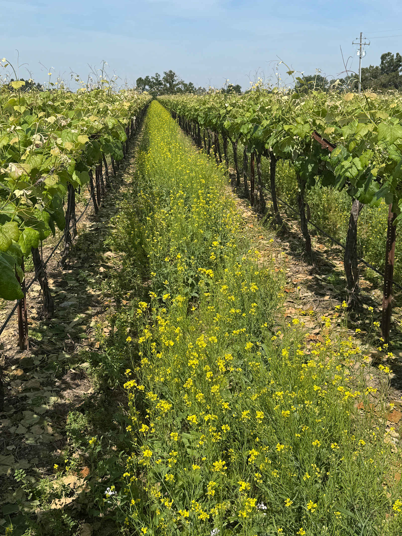 Organic Farm Boondock Camp - Reedley, California - glamping.directory