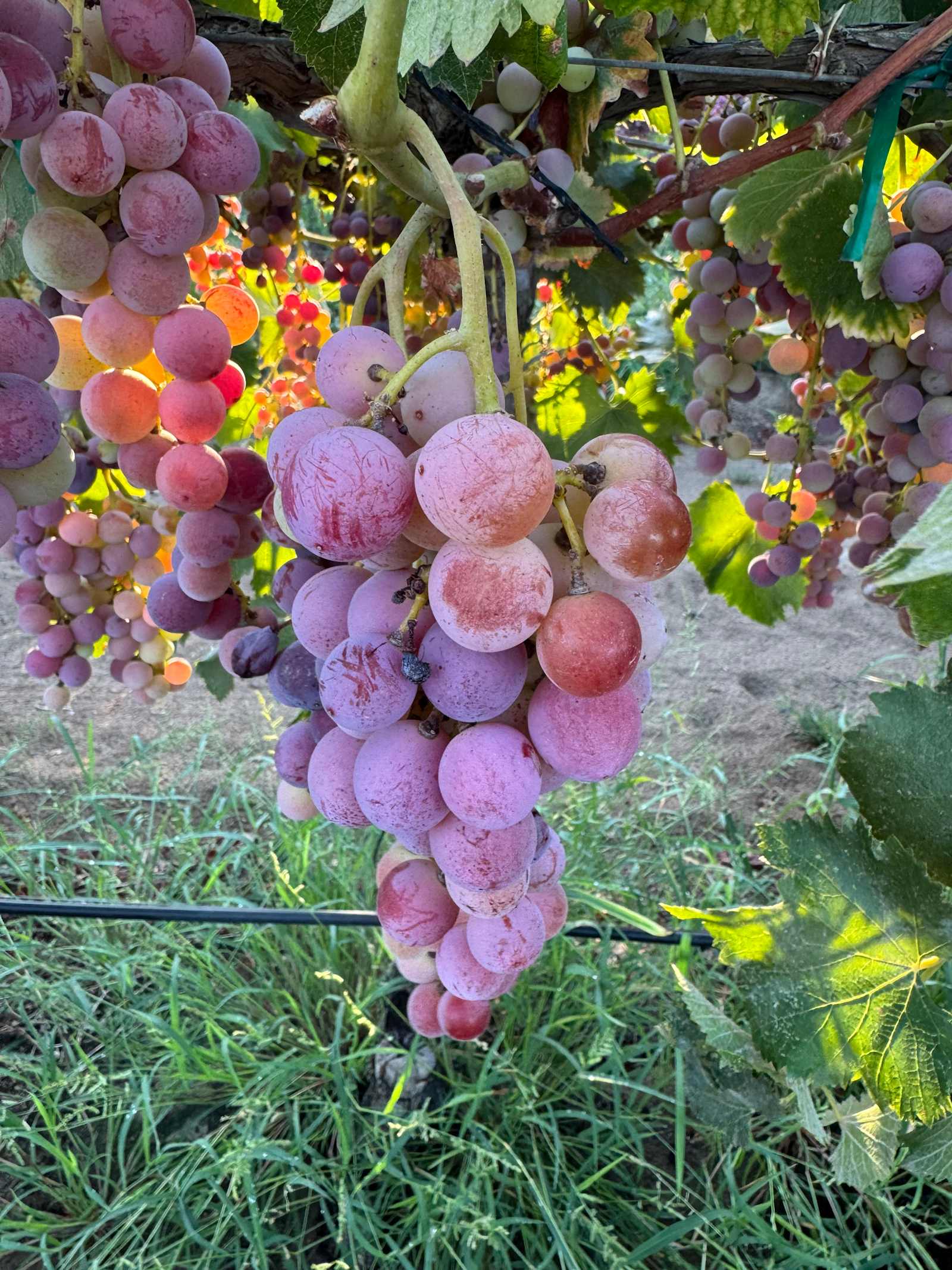 Organic Farm Boondock Camp - Reedley, California - glamping.directory