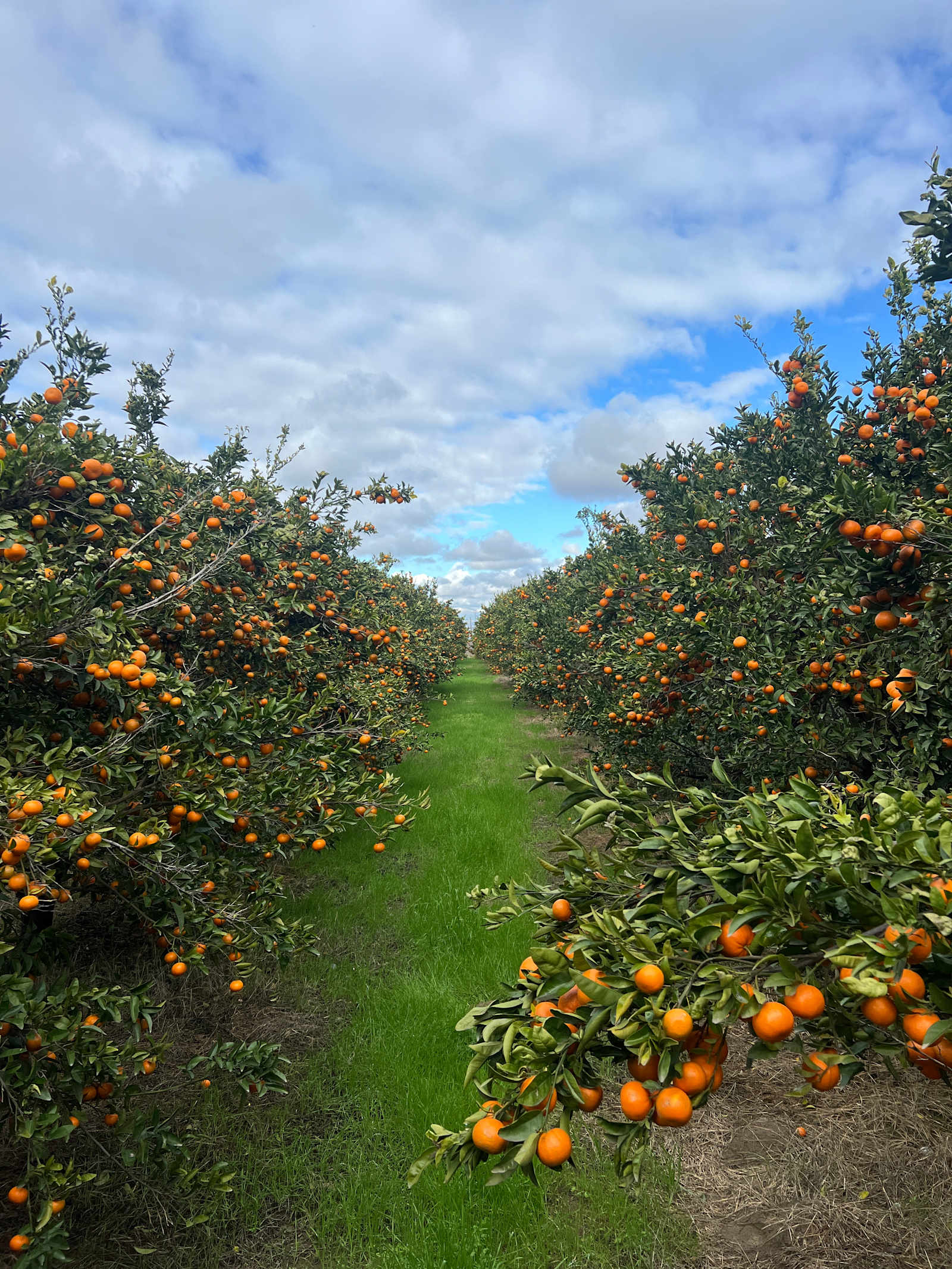 Organic Farm Boondock Camp - Reedley, California - glamping.directory