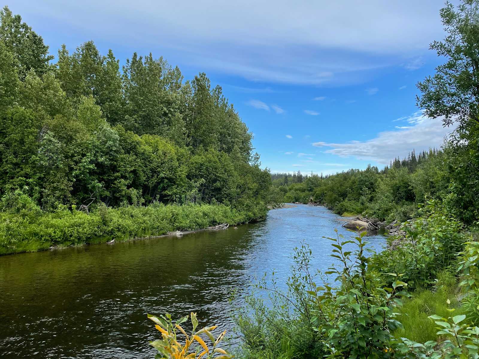 Boreal forest - Anchor Point, Alaska - glamping.directory