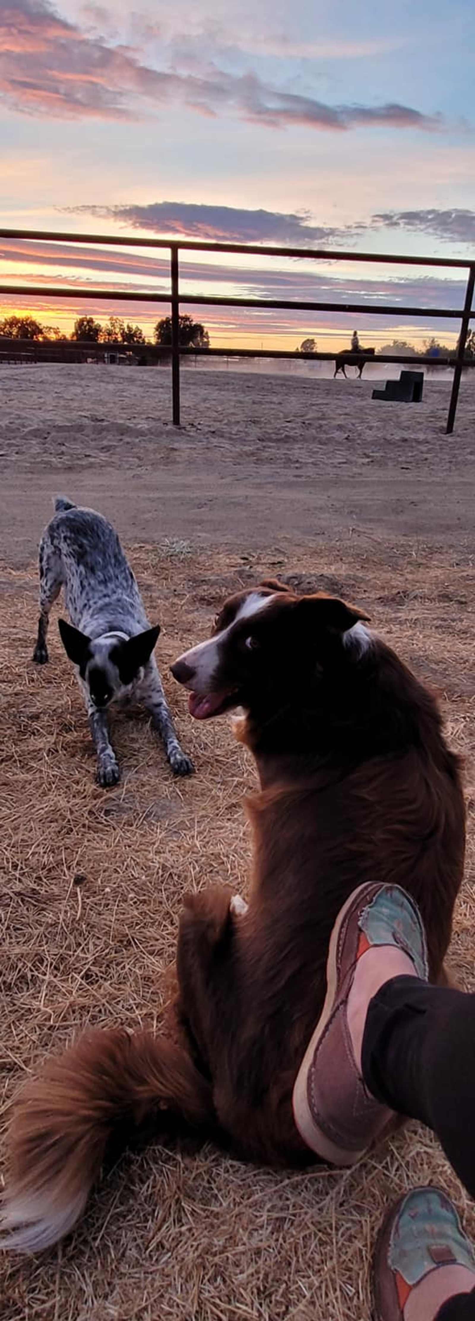 Ria's Ranch, 5th Wheel - Rio Linda, California - glamping.directory