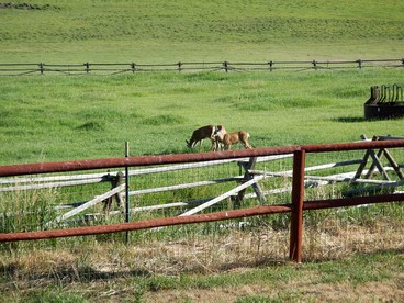Rustic Accommodation with Breakfast near Shoshone National Forest, Wyoming - Meeteetse, Wyoming - glamping.directory
